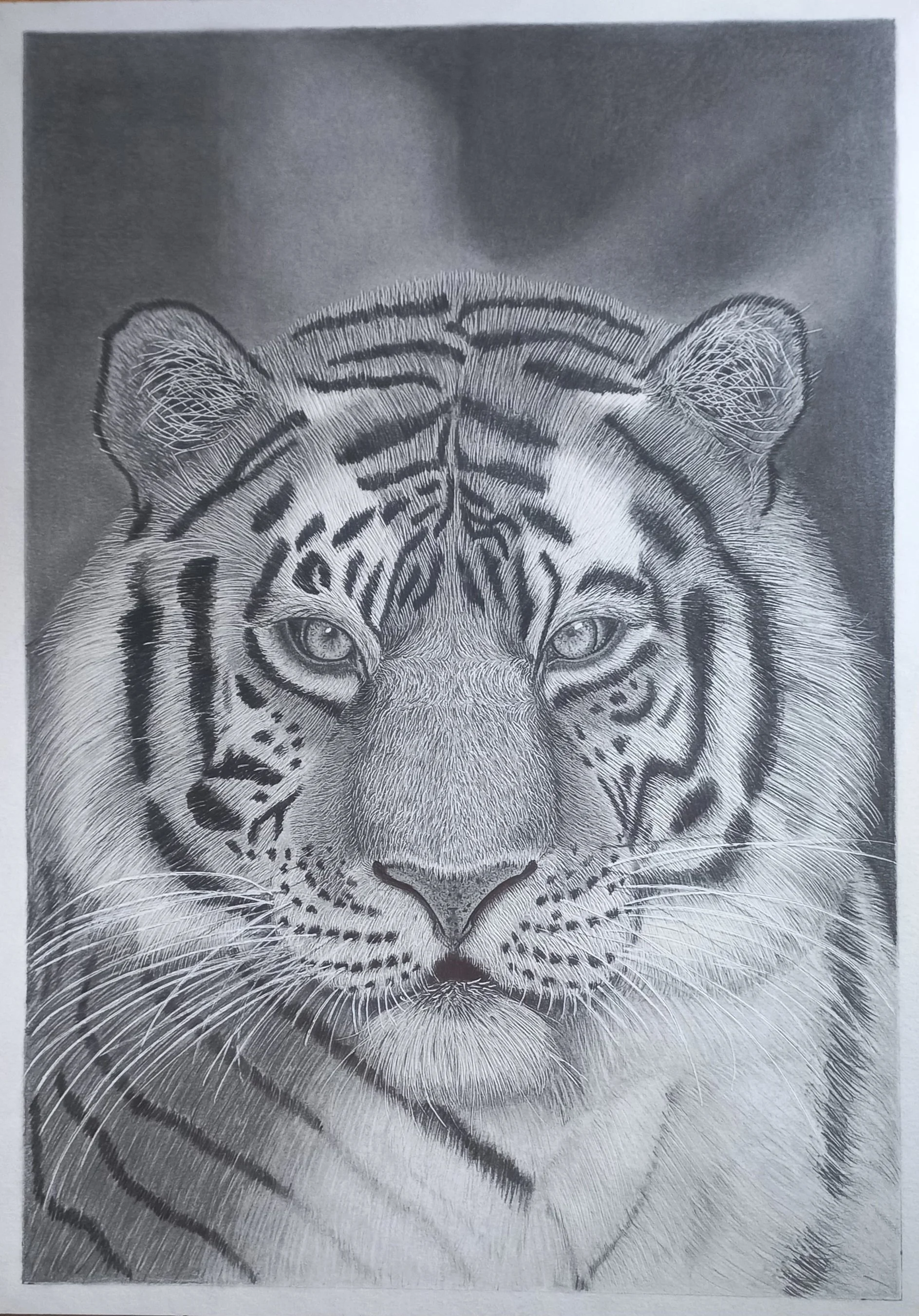 Tigre / Técnica: Gafito / Tamaño: A3 42x29.7 / Hoja: Strathmore Bistrol vellum surface 270 grs.
