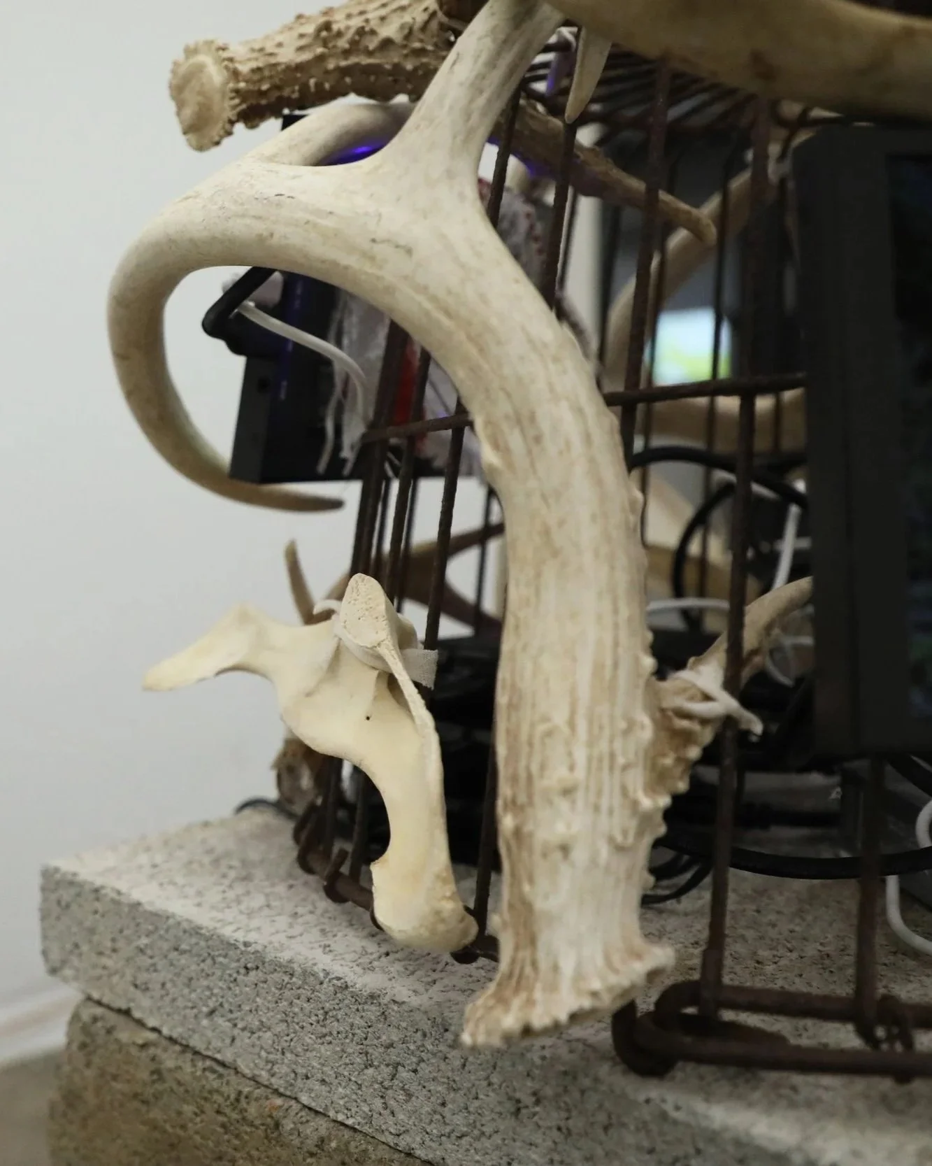 Antlers1.jpg