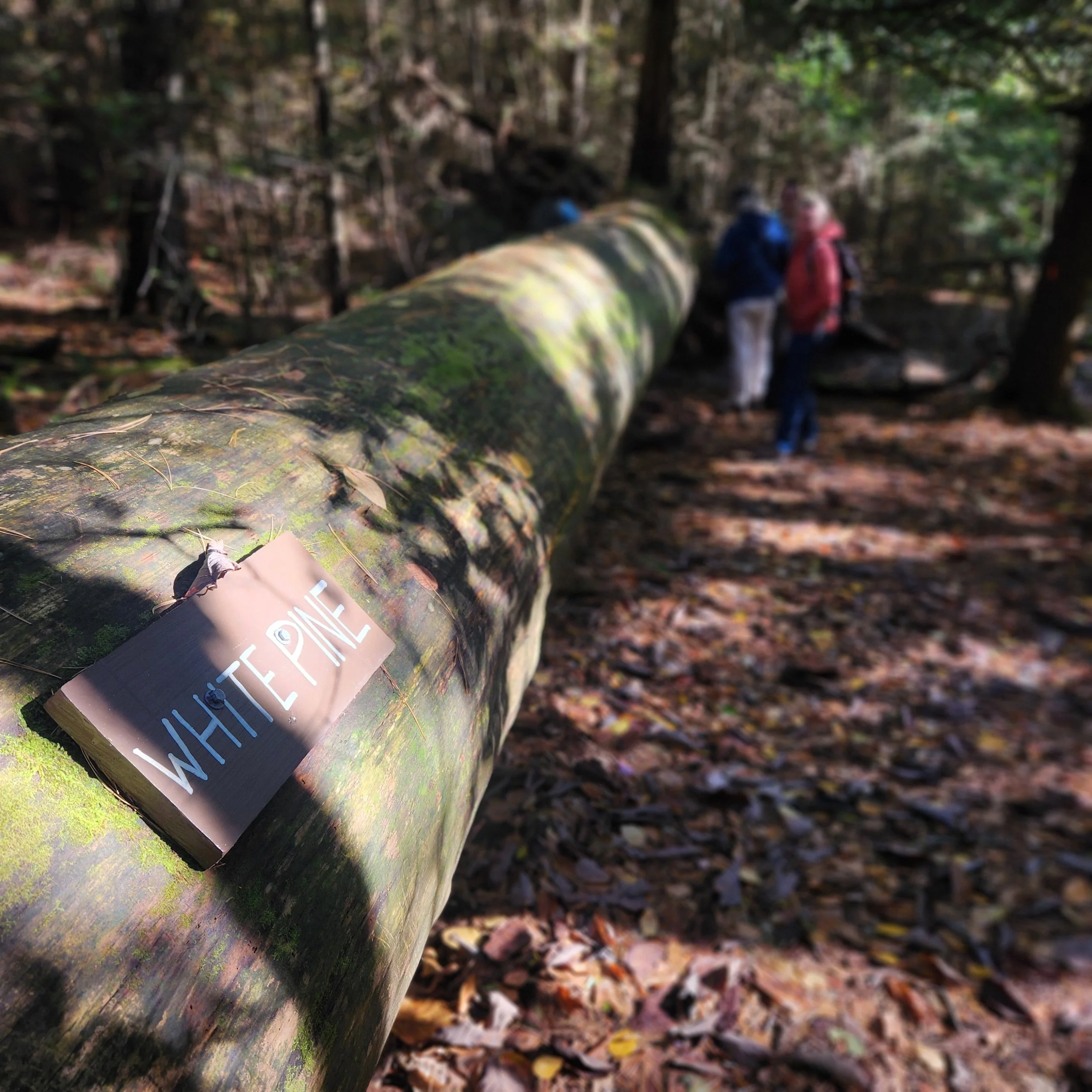 What I learned from a 400 year old tree…