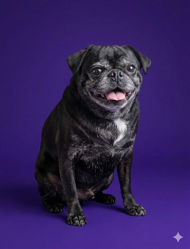 A happy black pug with a small white patch on its chest, sitting against a purple background.