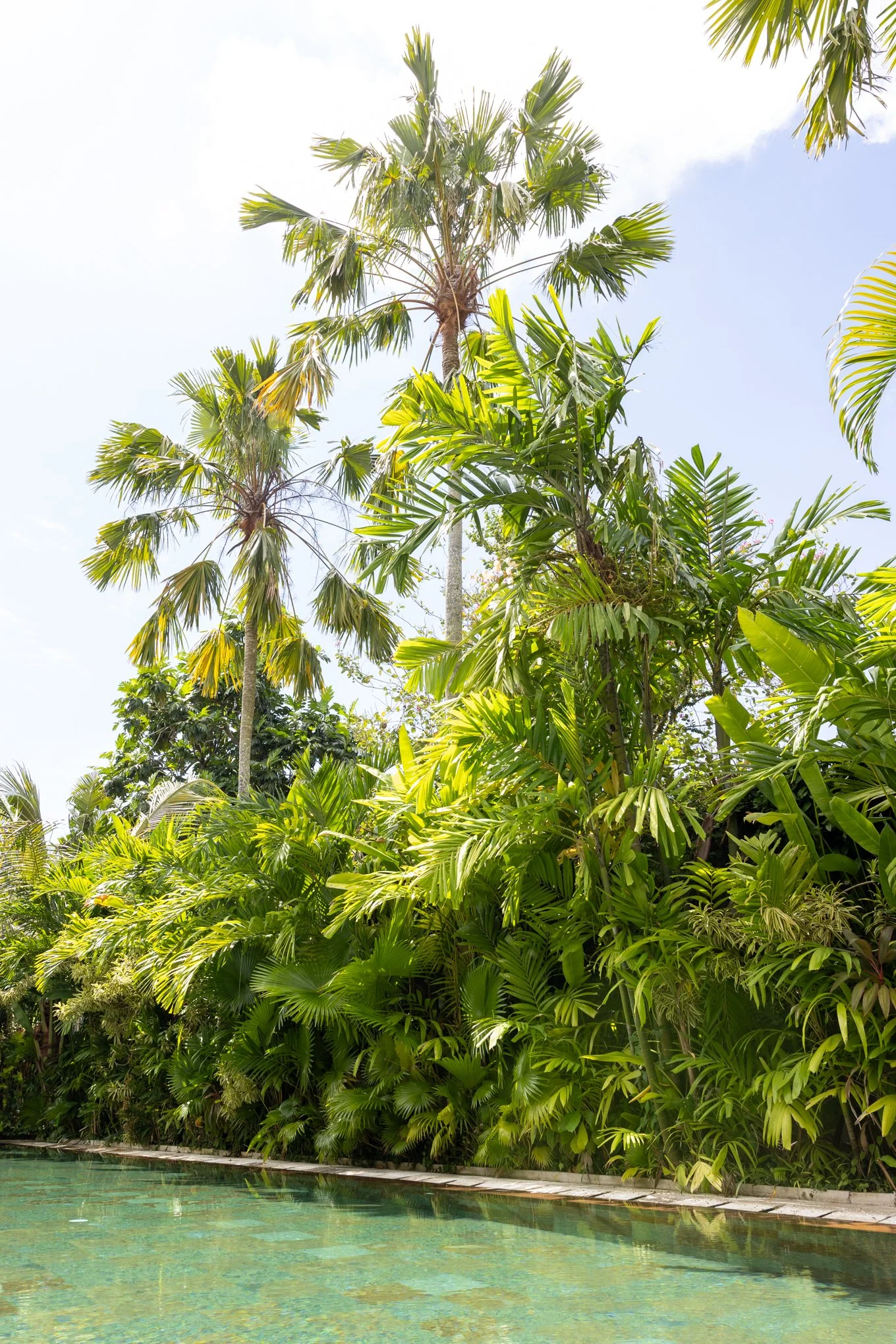 Tropical landscape with lush green palm trees next to a calm pool with clear water and a brick edge, under a blue sky with some clouds.