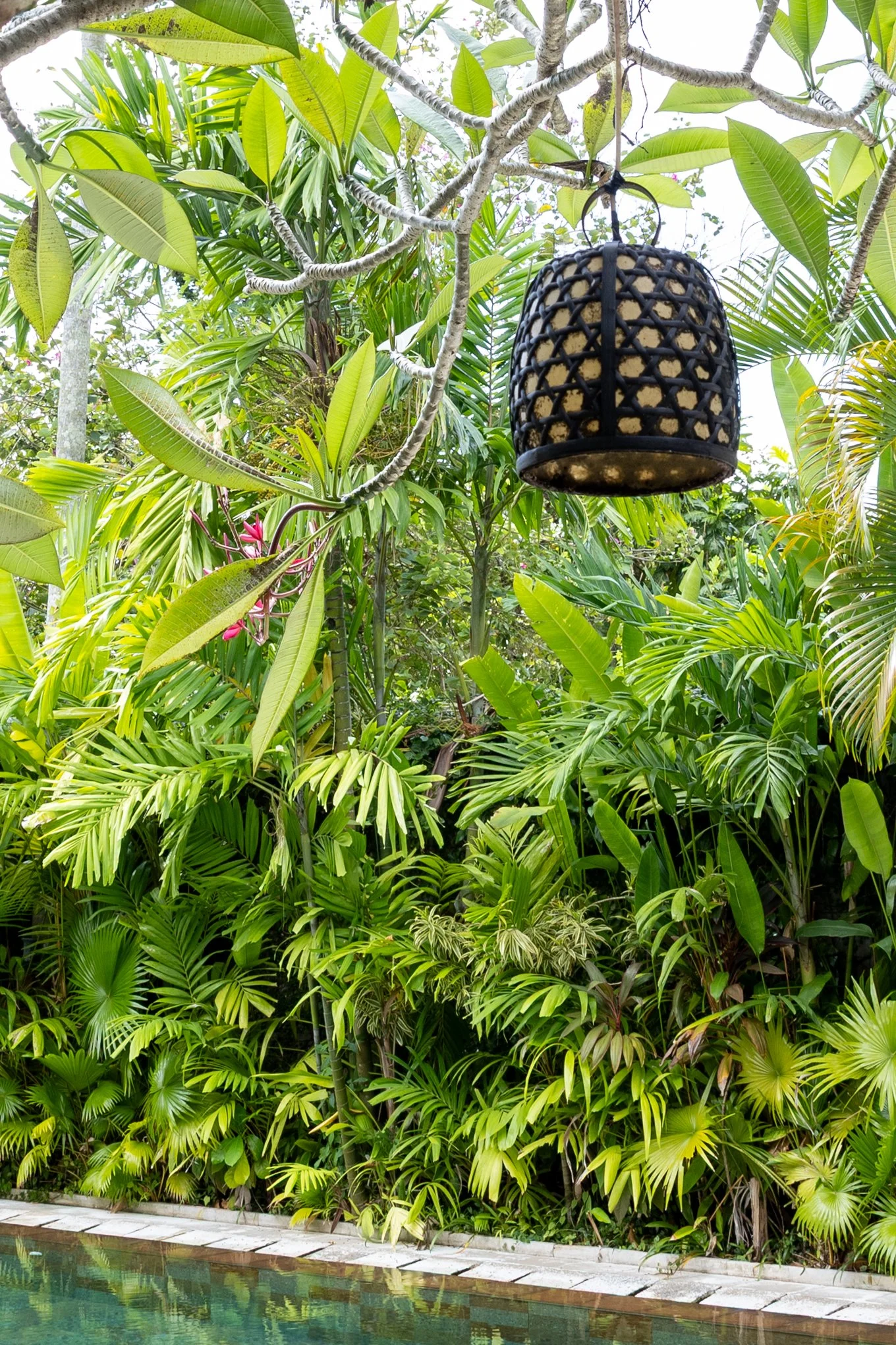 Hanging lantern surrounded by lush green tropical plants and trees near a pool.