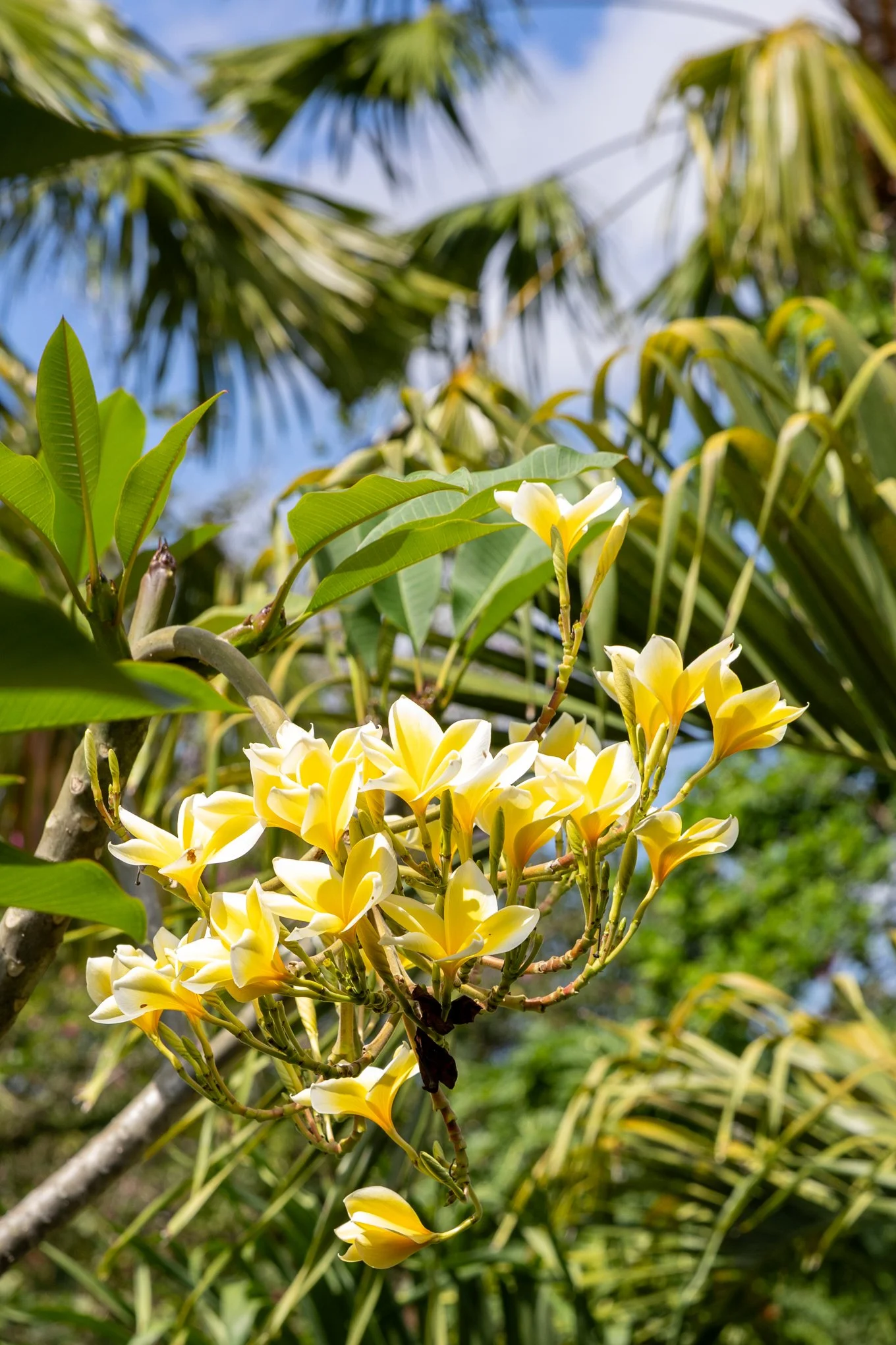 Close-up of yellow and white plumeria flowers on a tree with green leaves and a blue sky background