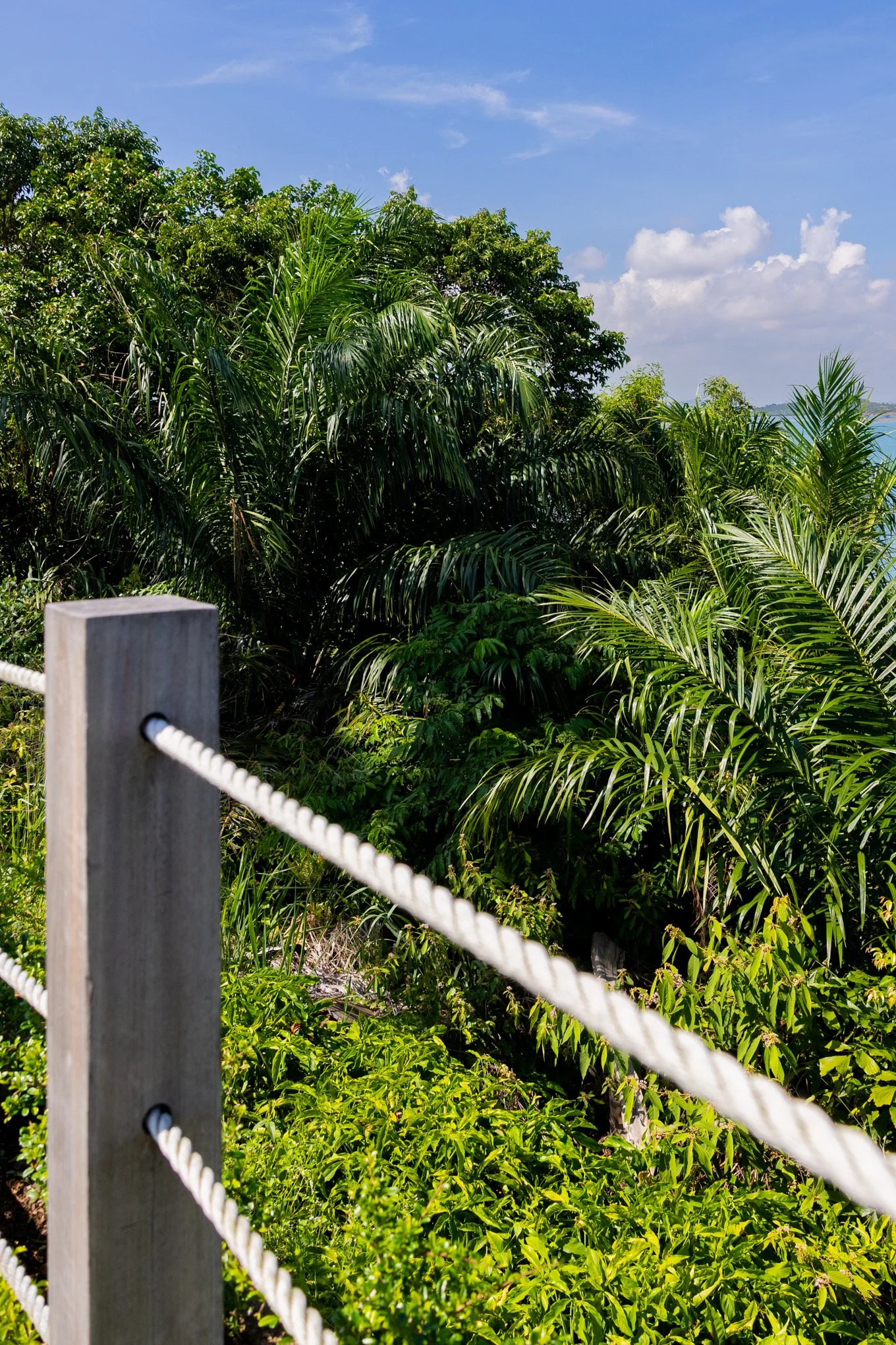 Lush green foliage with palm trees against a bright blue sky and a few clouds.