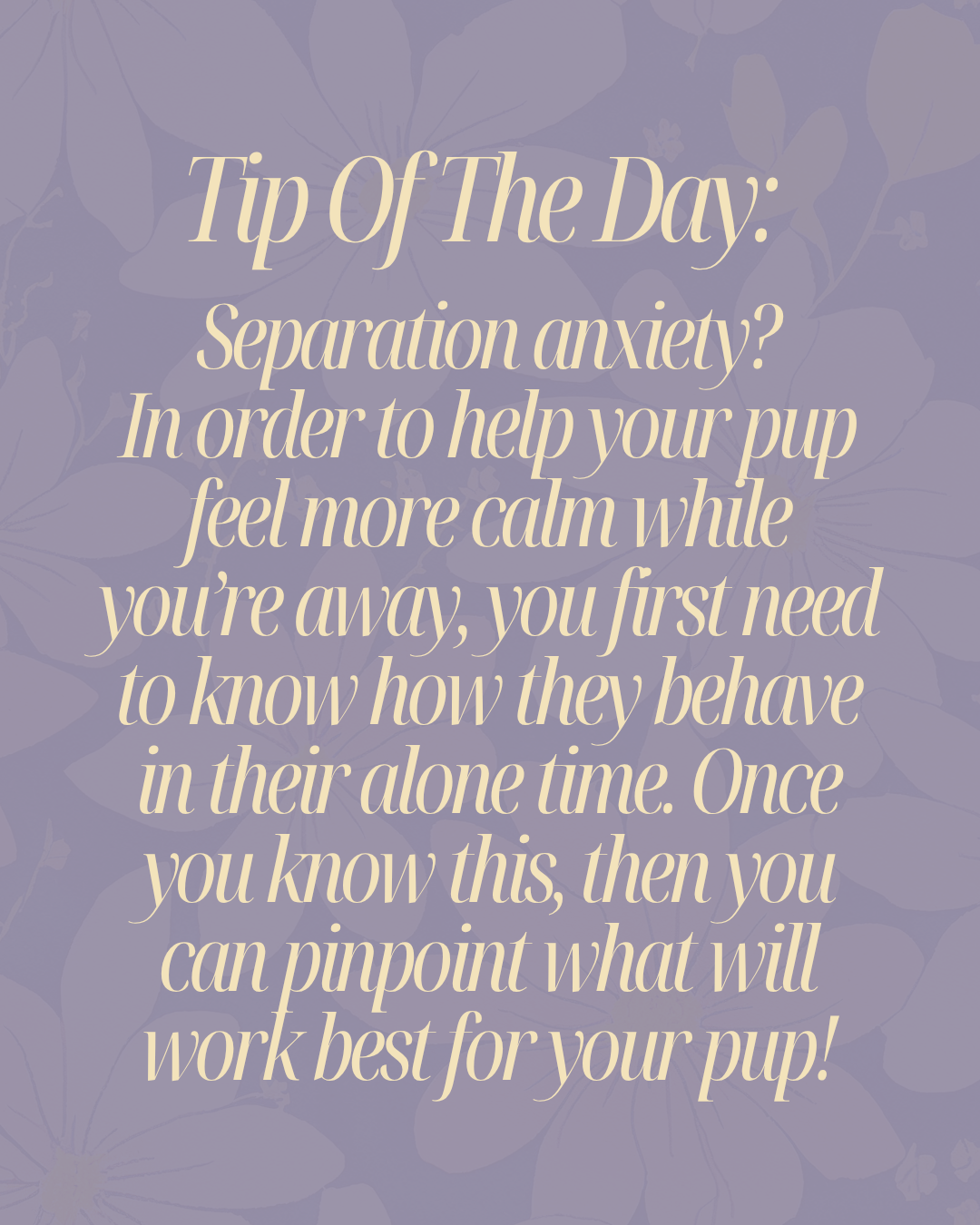 Help With Separation Anxiety