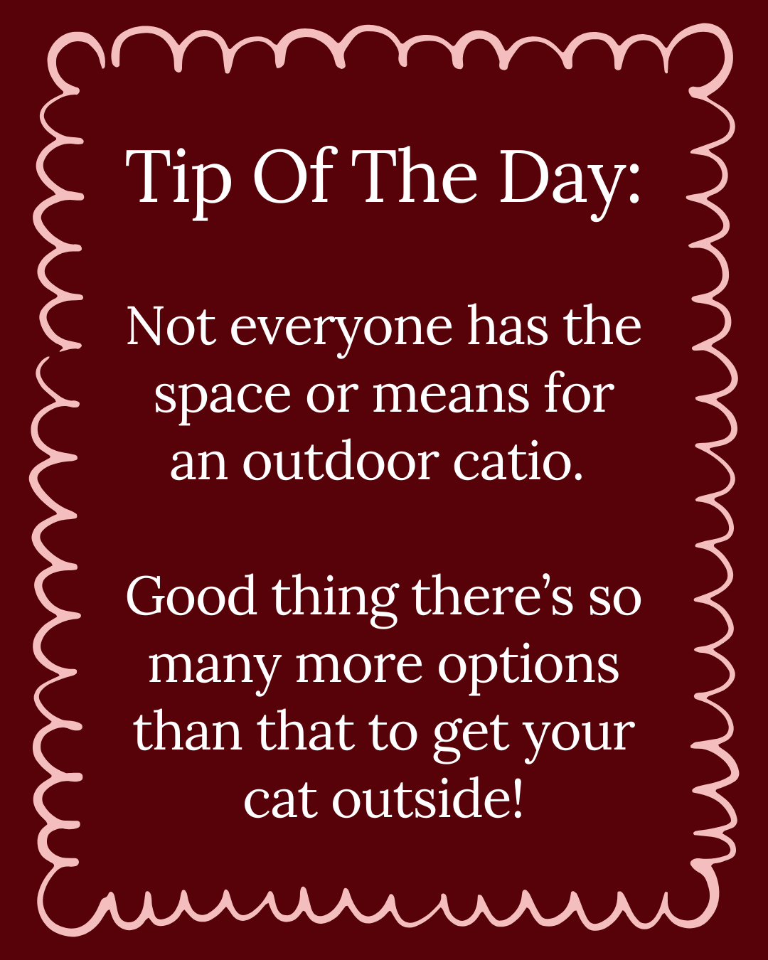 Cat Adventures Continued