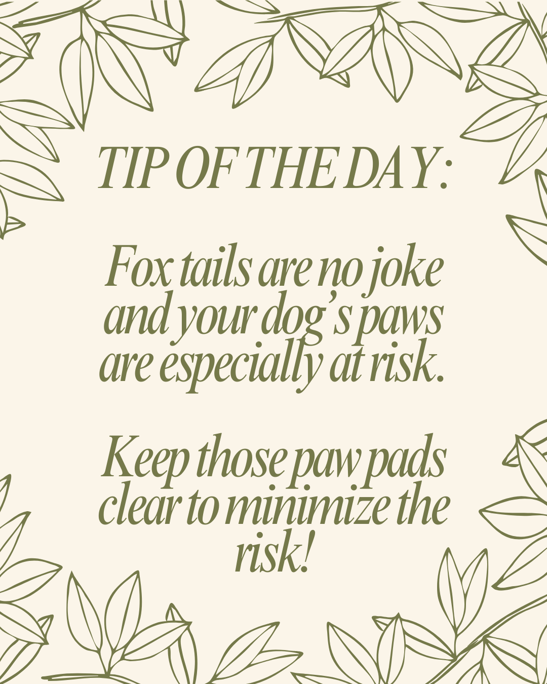 Stay Safe From Foxtails
