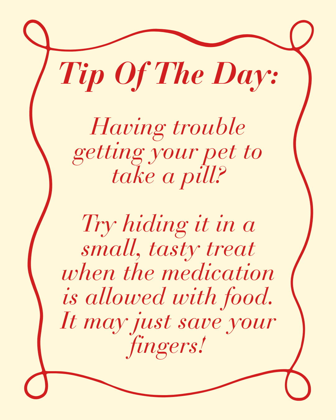 Surviving Pill Time with Your Pet
