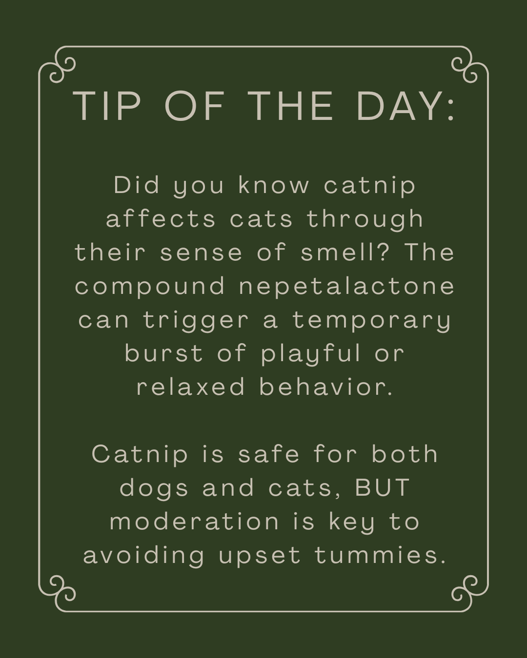 Is Catnip Even Safe?