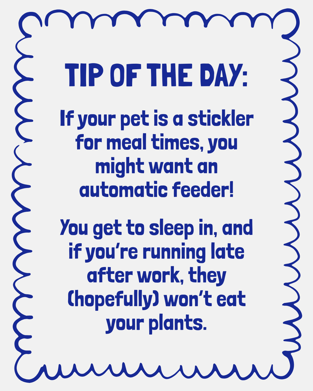 Stick To Routine With An Auto Feeder