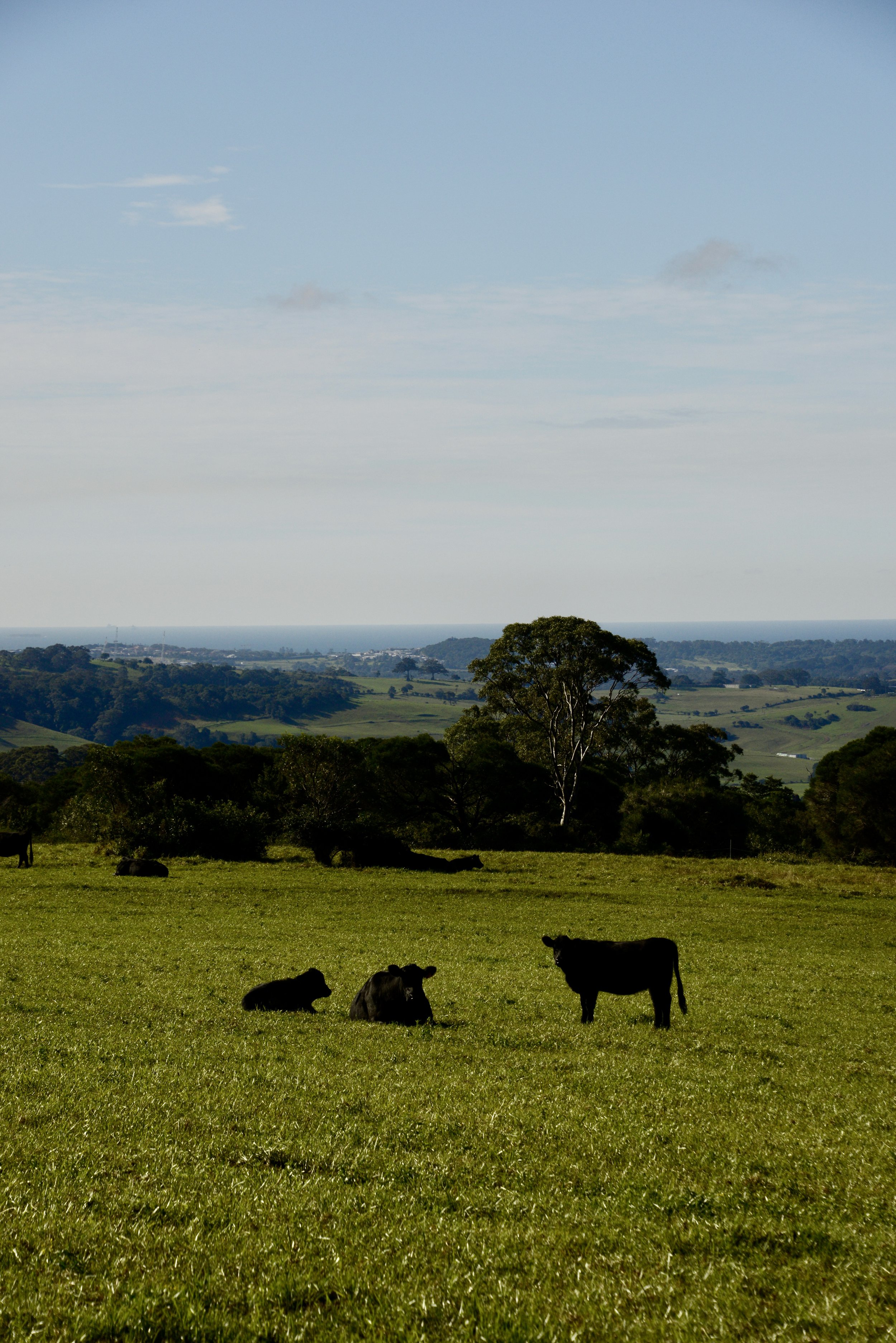 Open grassy field with black cows lying and standing, scattered trees, hilly landscape in the background, cloudy sky with some blue patches.
