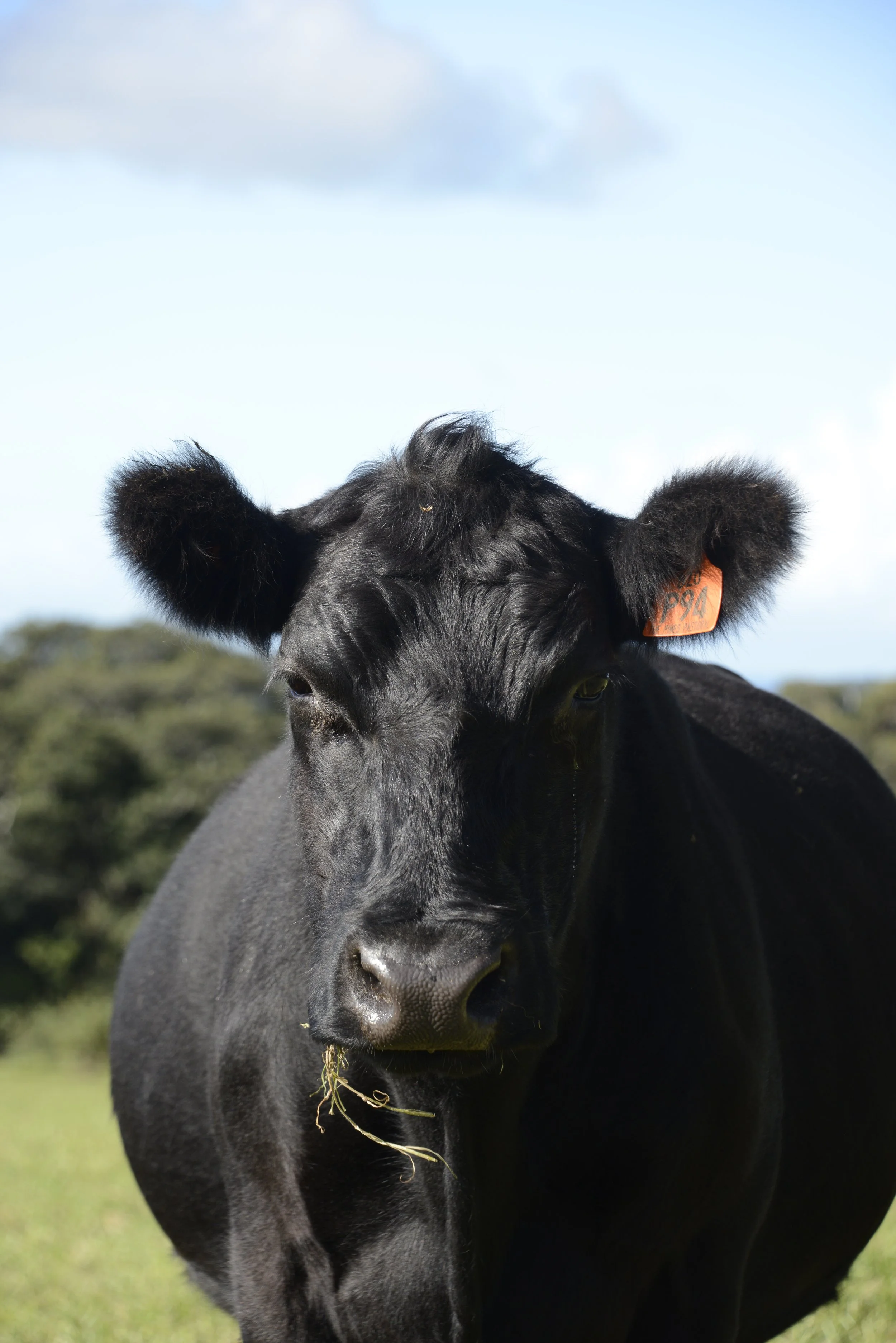 Premium Angus Quarter Cow Package