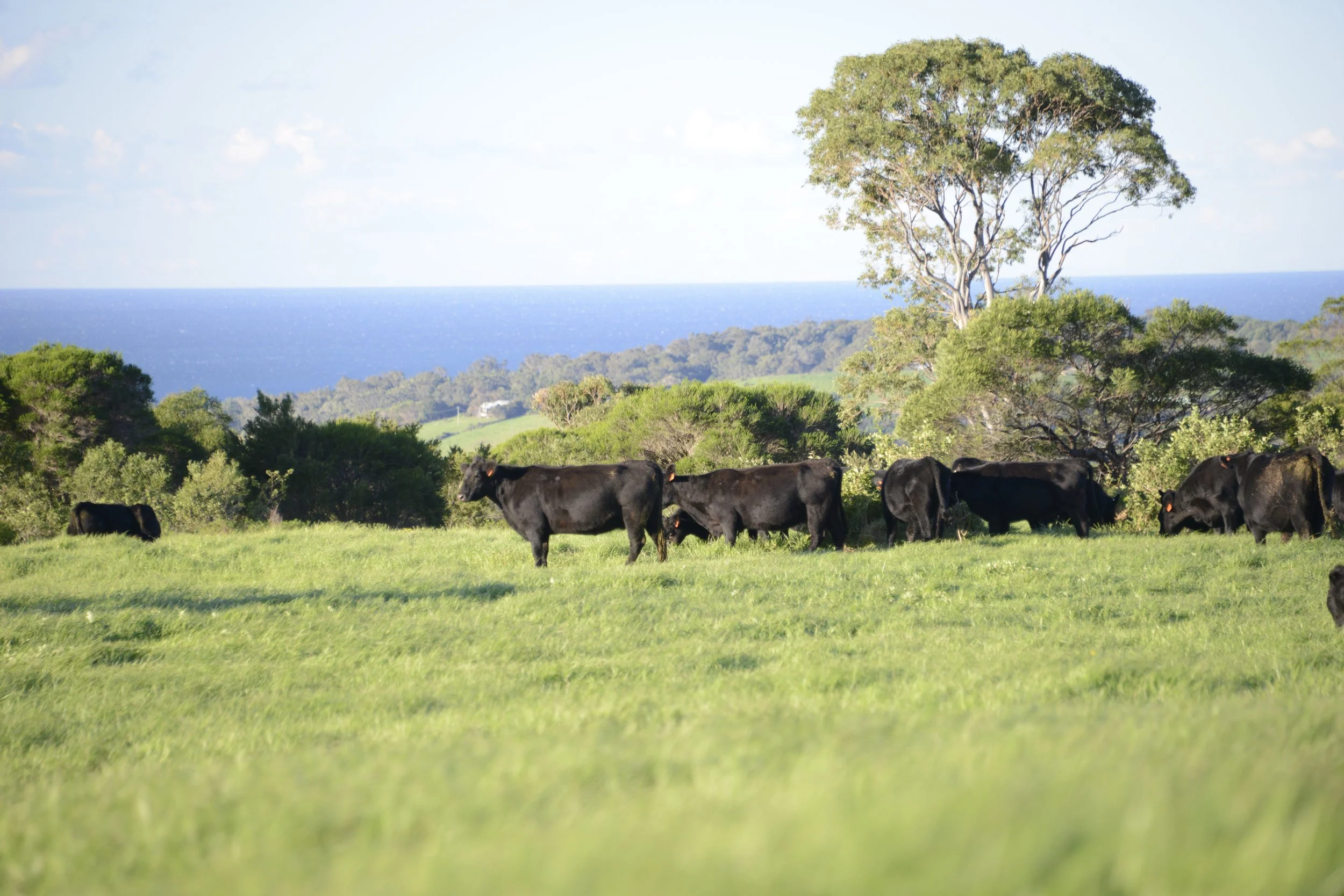 Cattle grazing on a lush green field with trees and an ocean in the background under a partly cloudy sky.