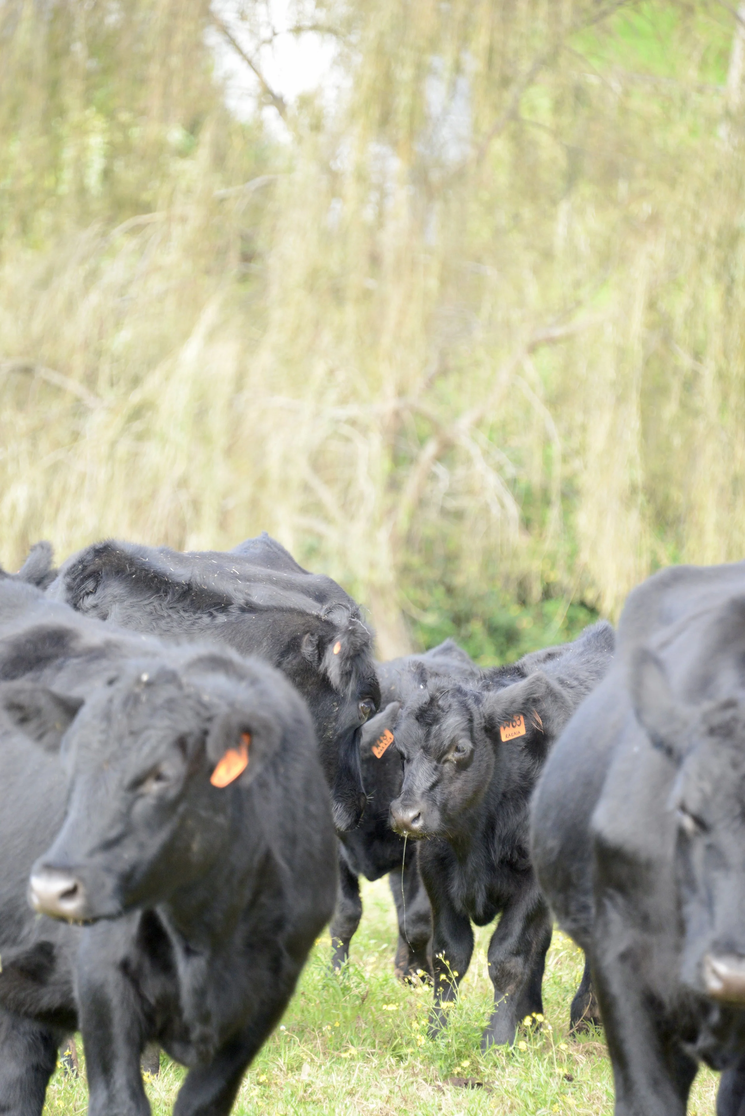 A herd of black calves with orange ear tags standing outdoors, with trees and green grass in the background.