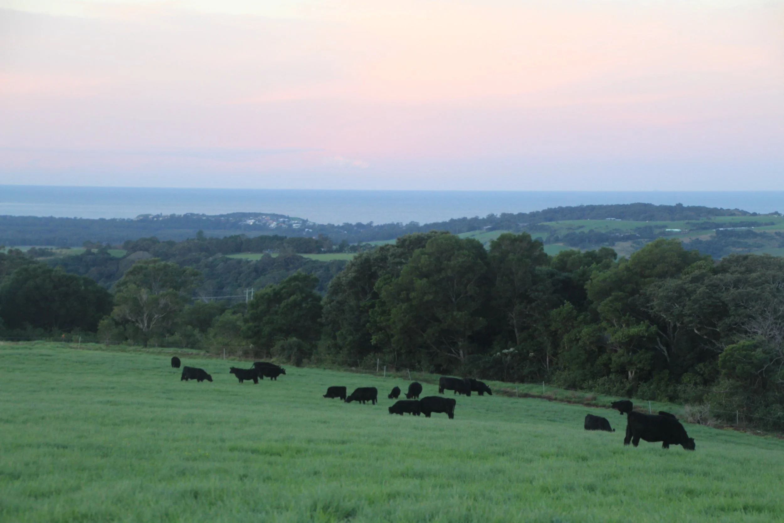 A grassy field with grazing cattle, rolling green hills, trees, and a distant view of the ocean under a pastel sky.