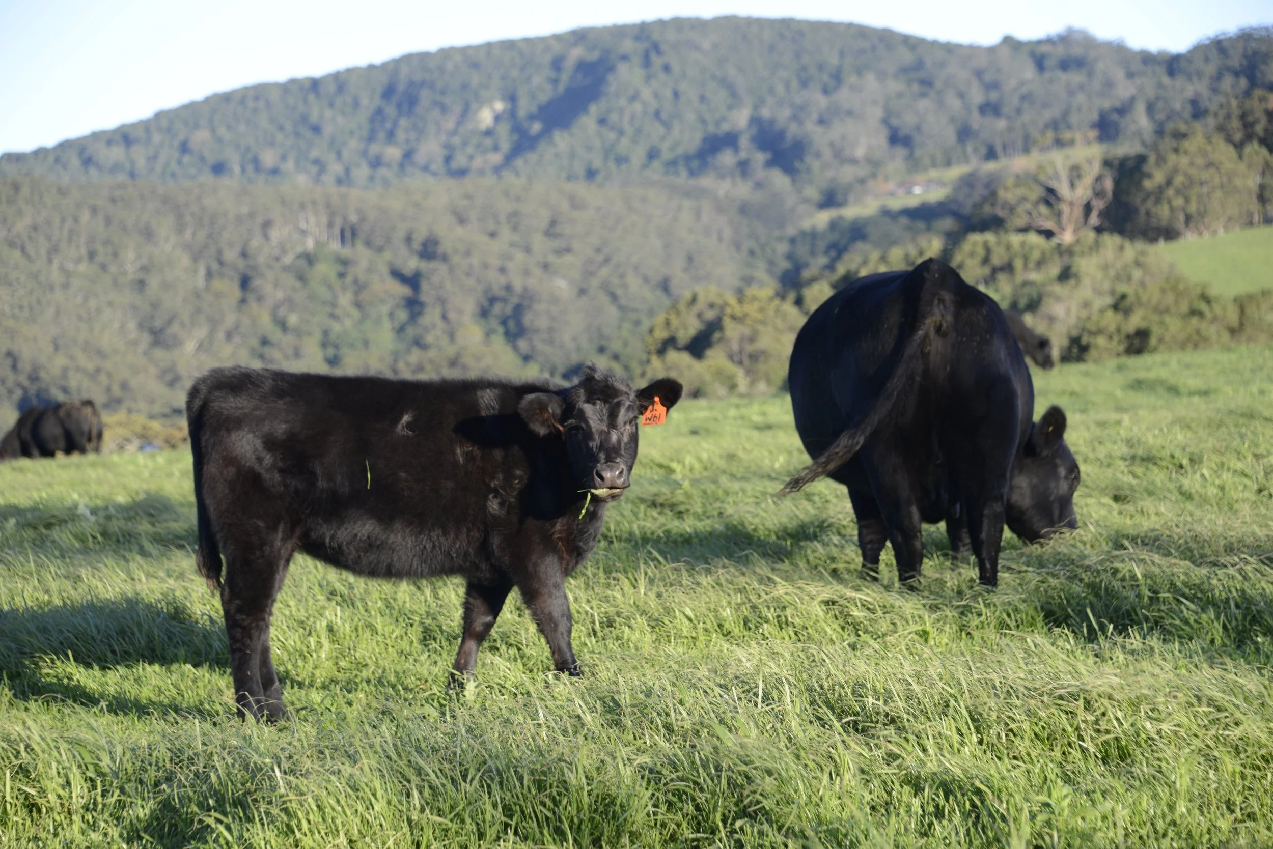 Black calves grazing on a green pasture with rolling hills and trees in the background.