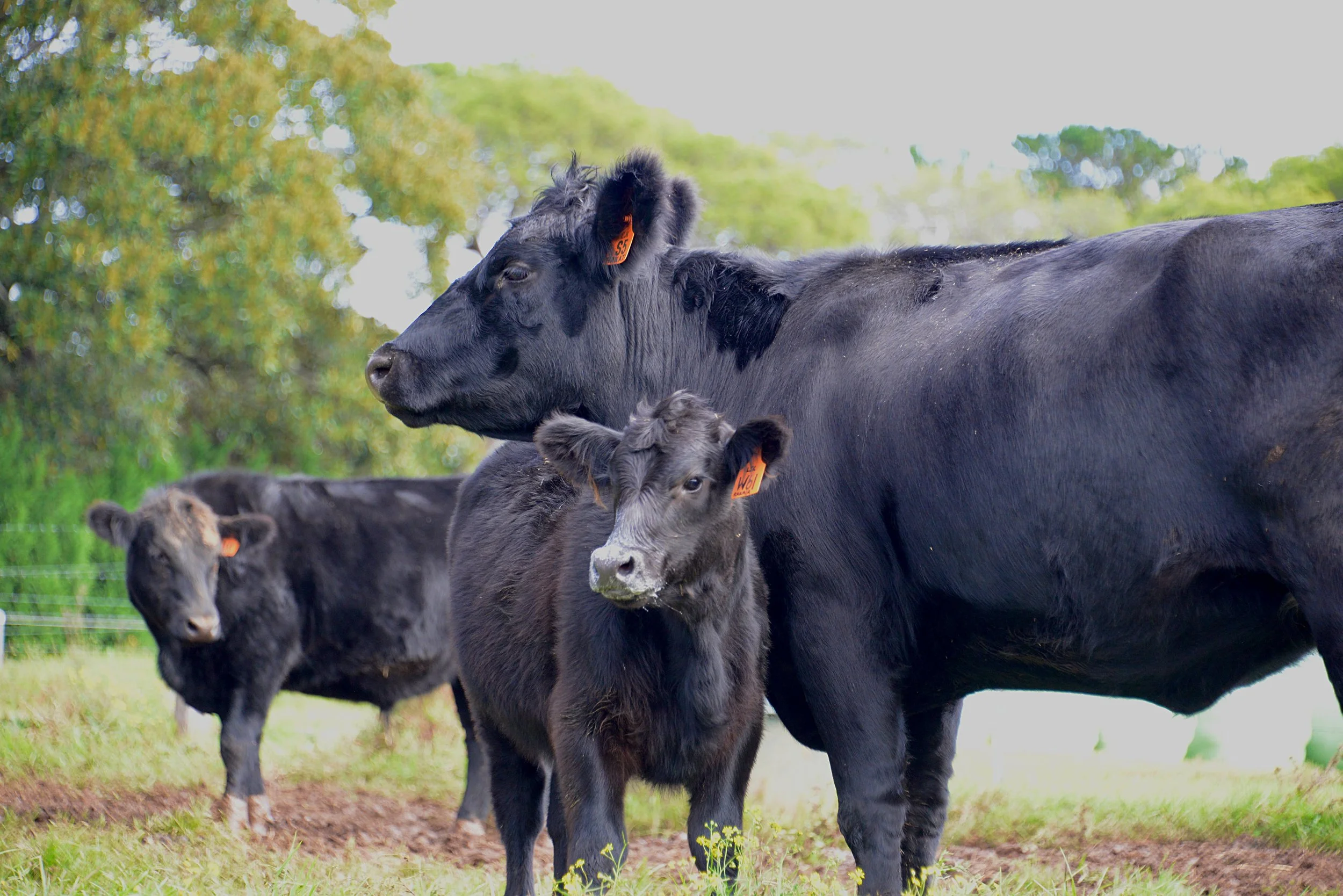 A group of black calves with orange tags near a grassy field with trees in the background.