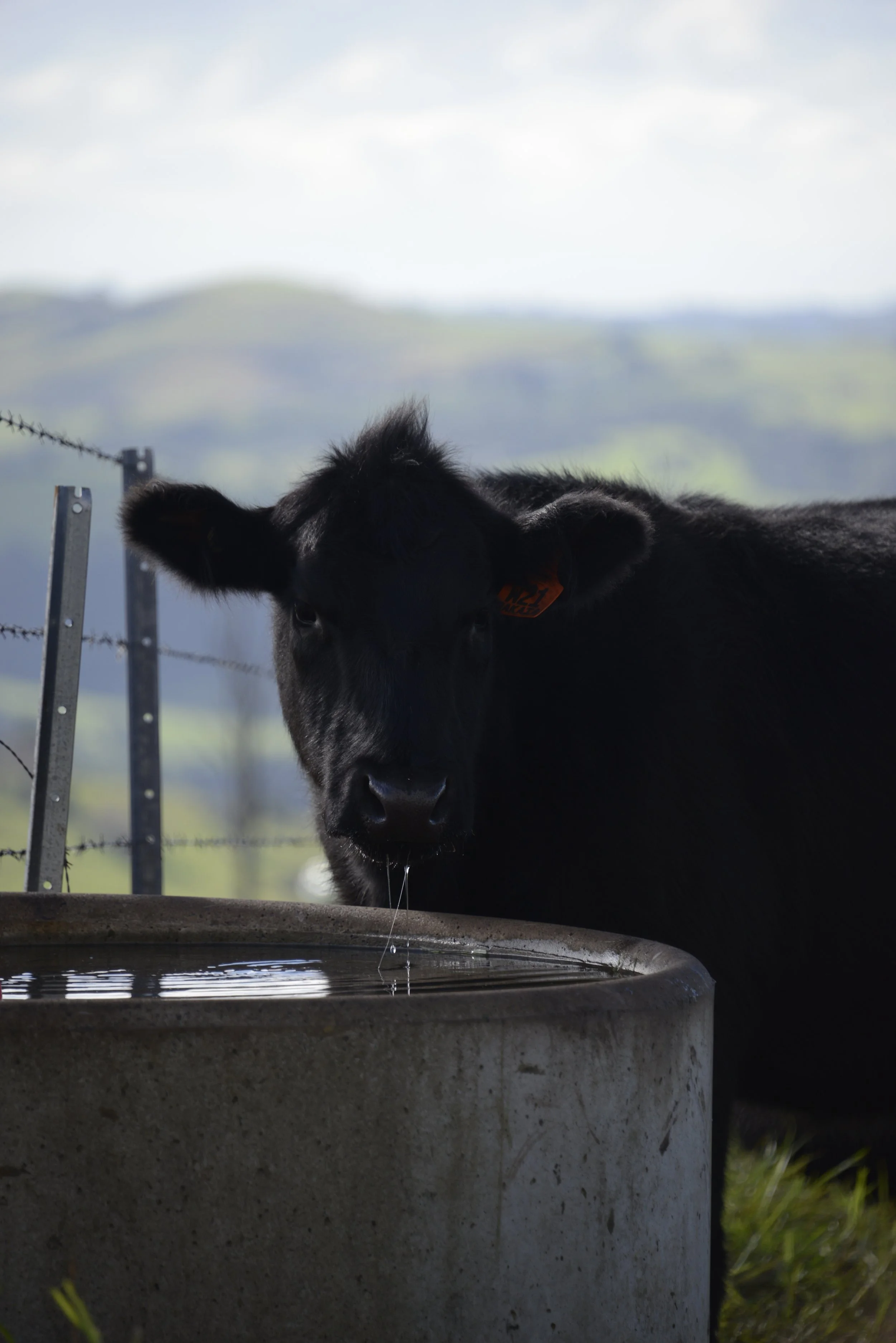 A black calf drinking water from a concrete water trough outdoors with rolling green hills and a cloudy sky in the background.