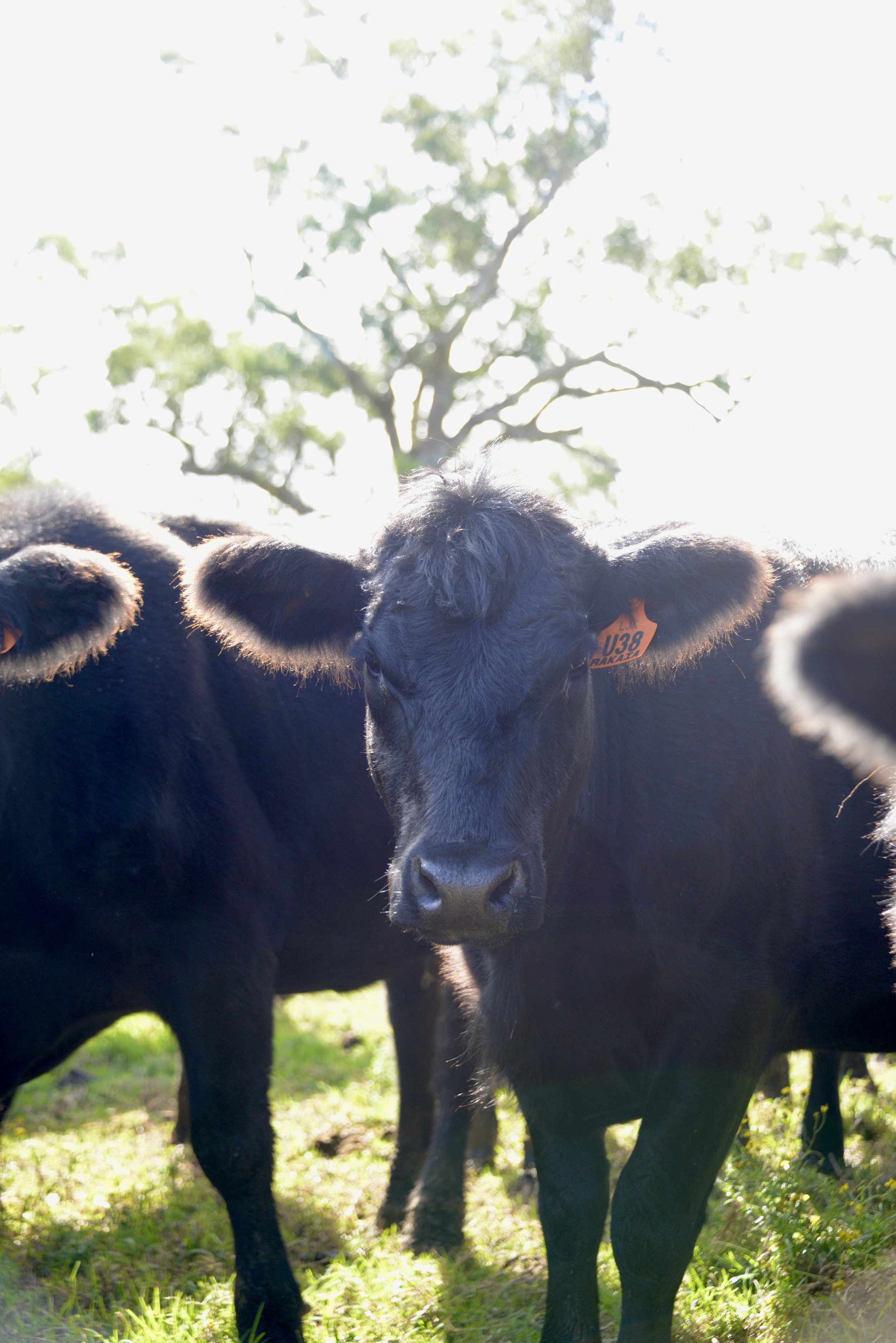Close-up of a black calf with a tag in its ear, standing outdoors with a tree and sunlight in the background.