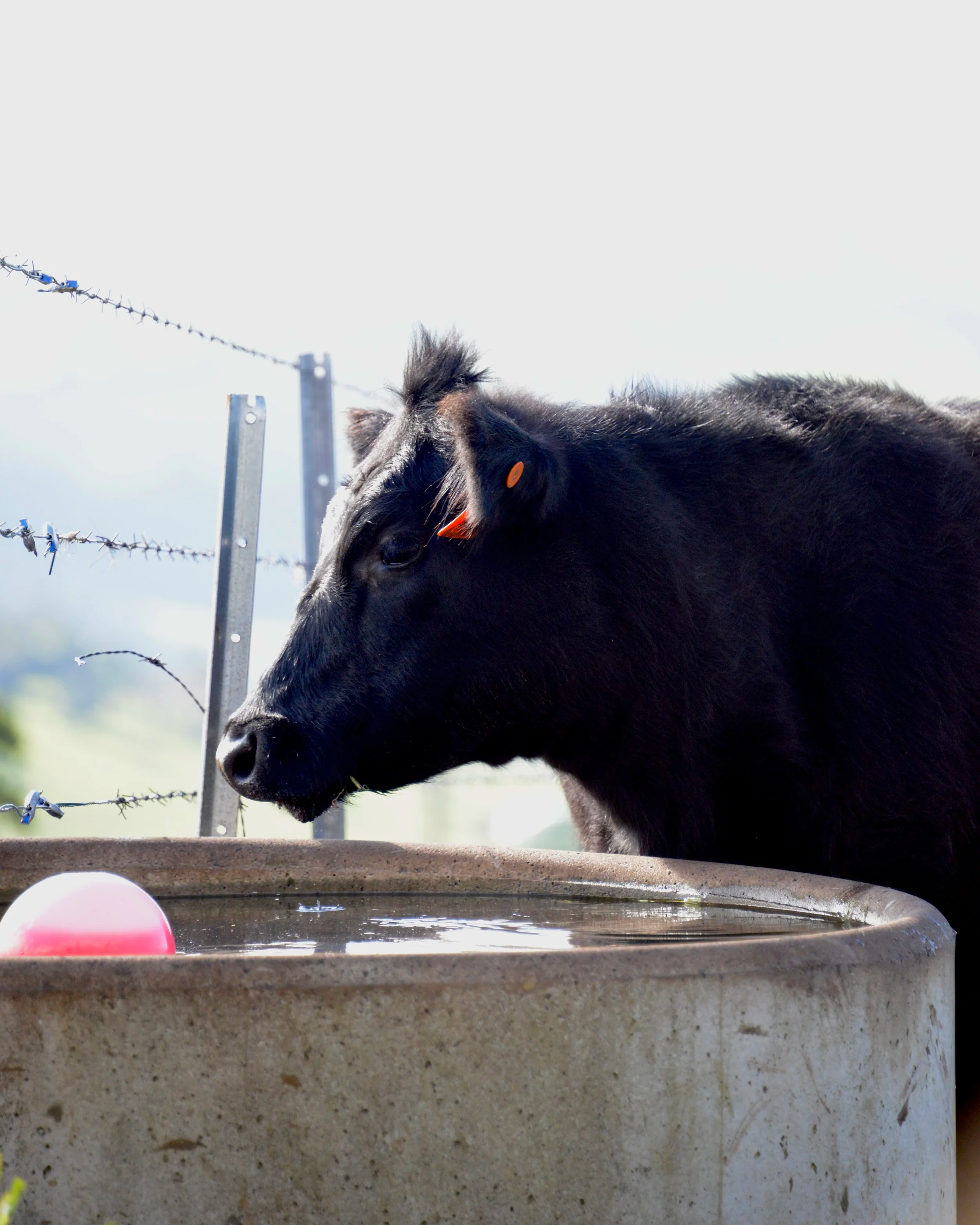 The Homestead 20kg Angus Box