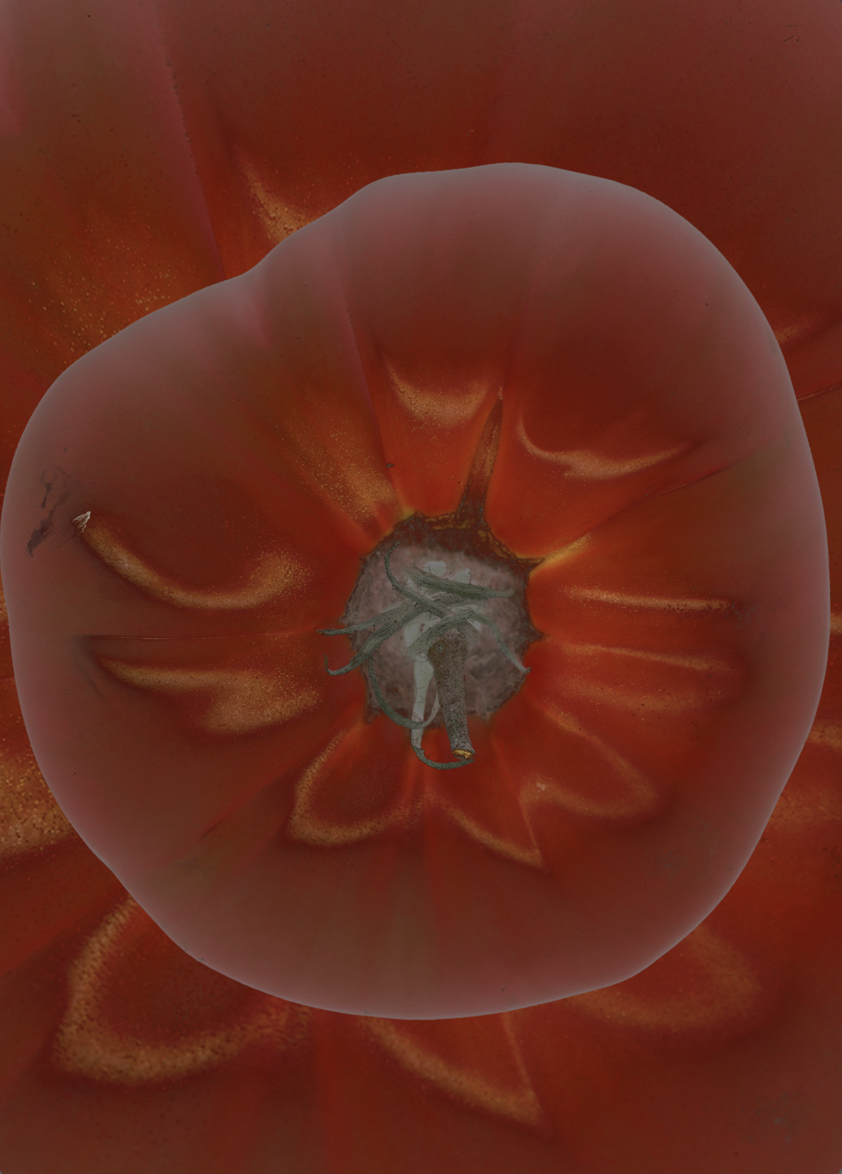Tomato Study