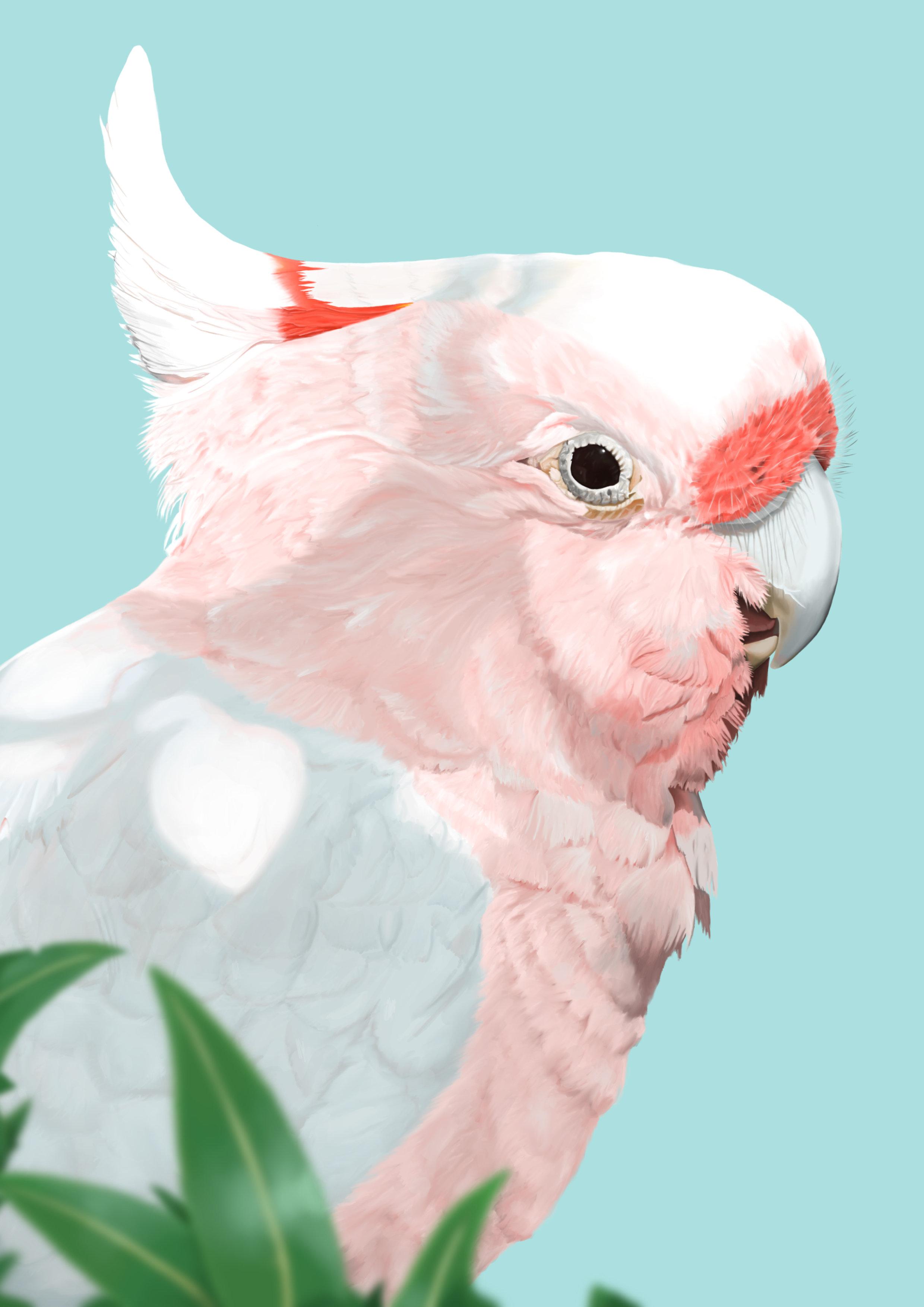 Pink Cockatoo A4.png