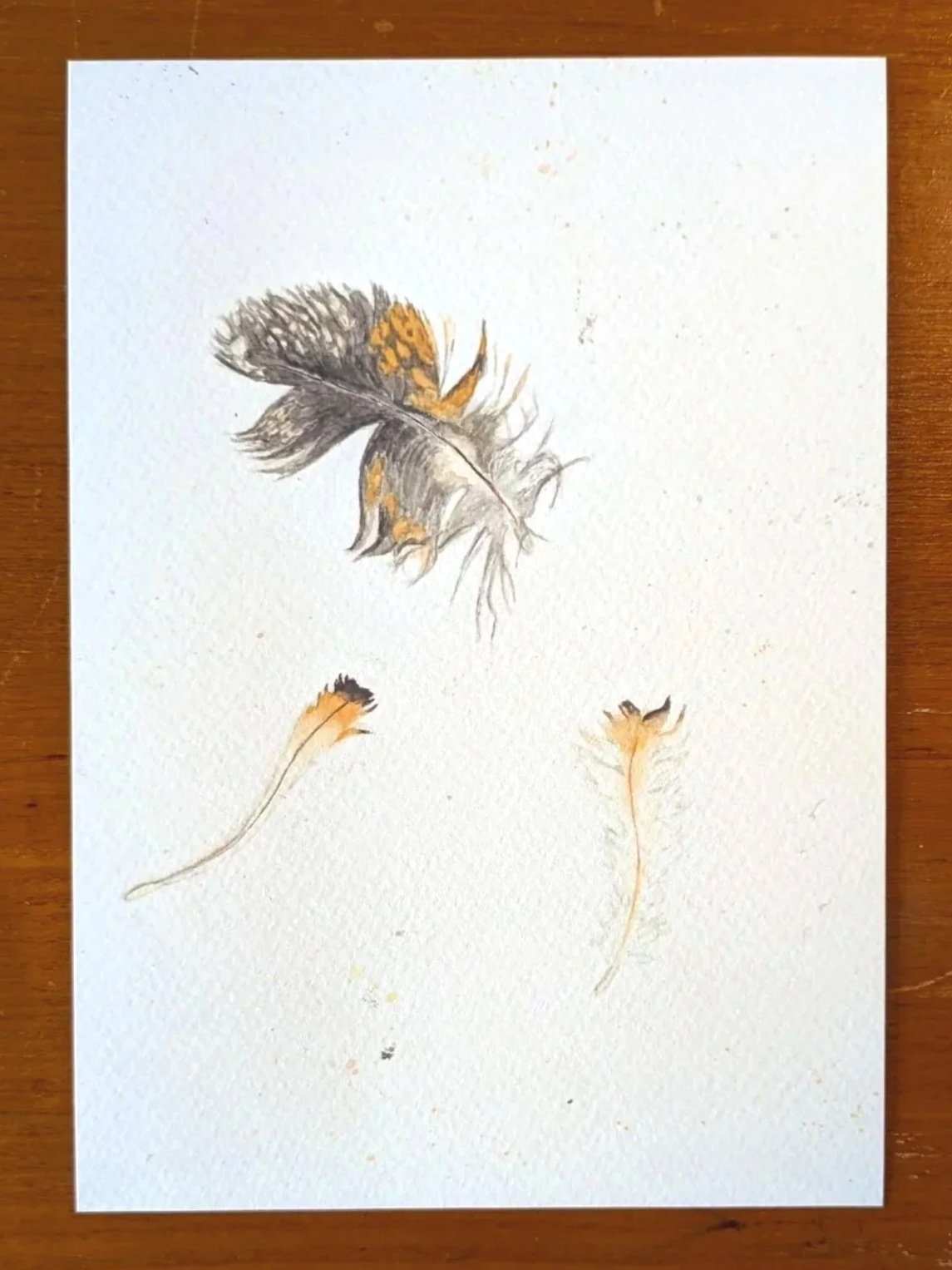Owl Feathers Print (A5)