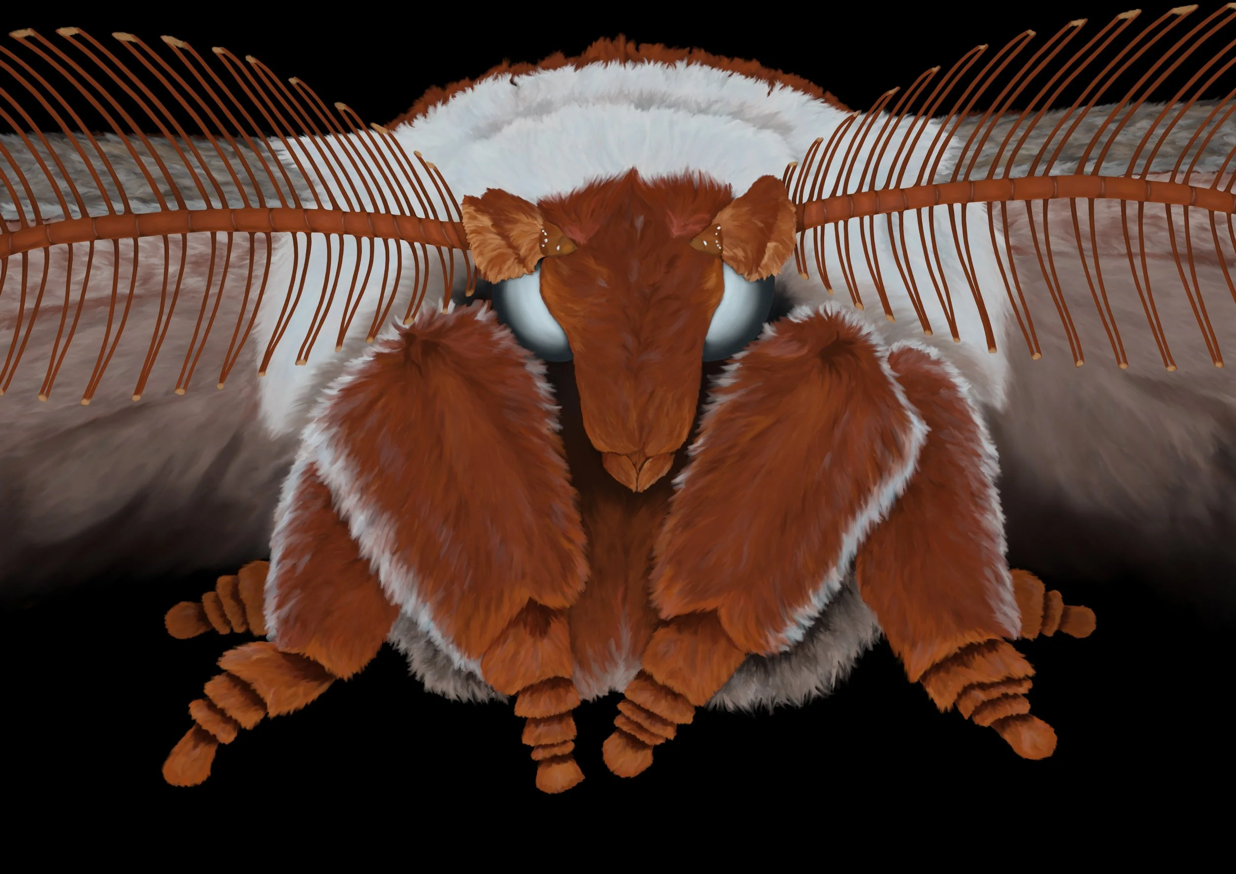 Moth_2 small.jpeg