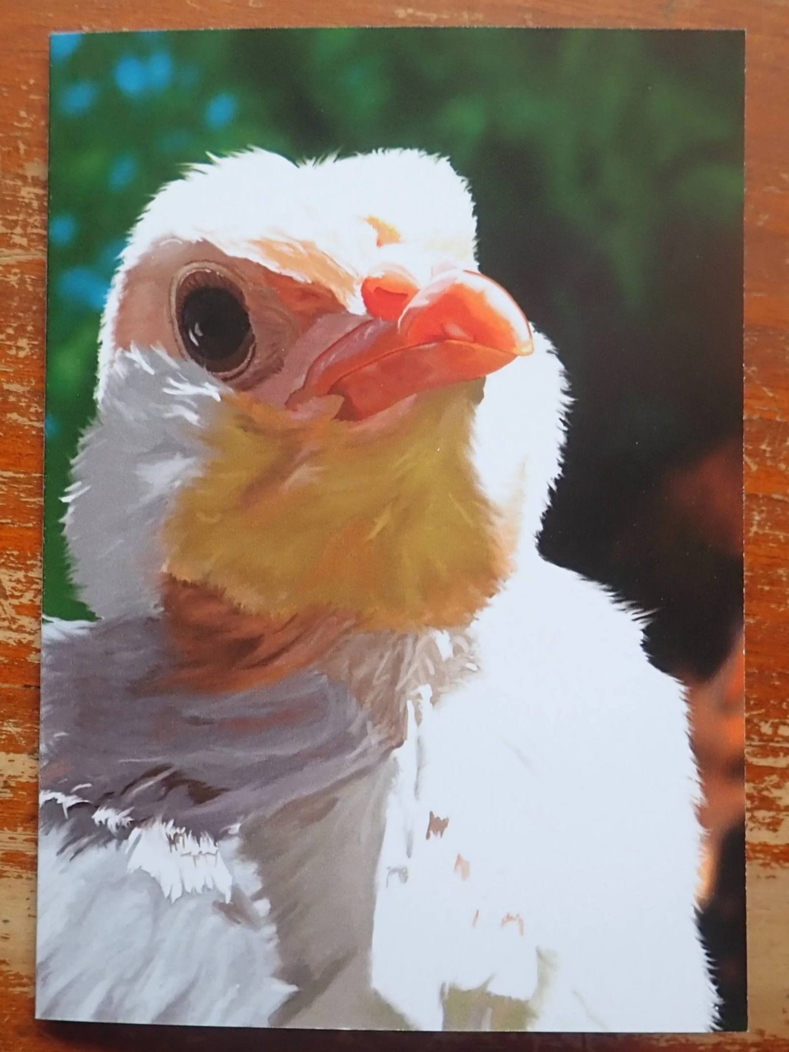 Baby Chick Card