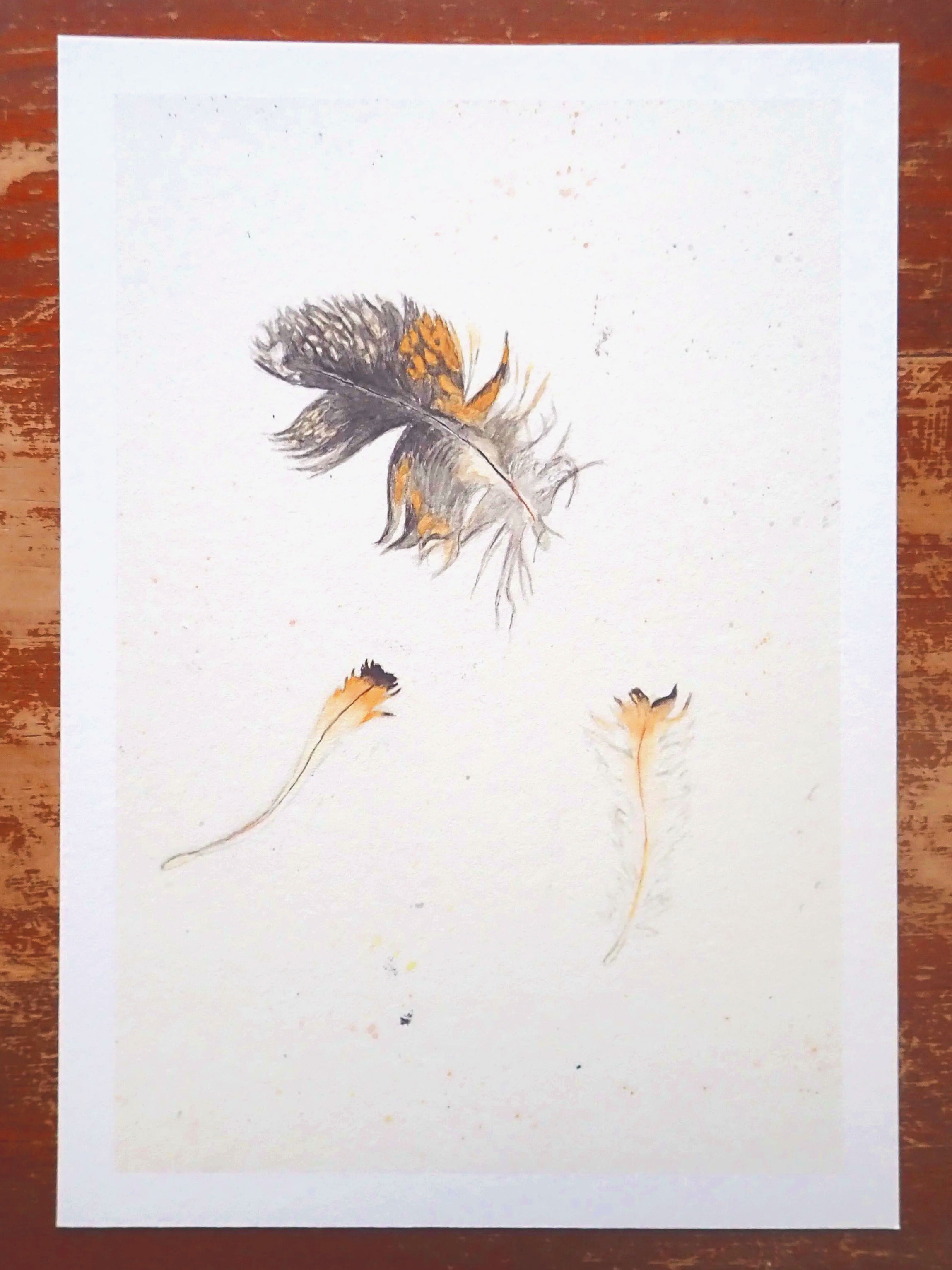 Tasmaniam%2525252BMasked%2525252BOwl%2525252BFeathers%2525252BPrint.png