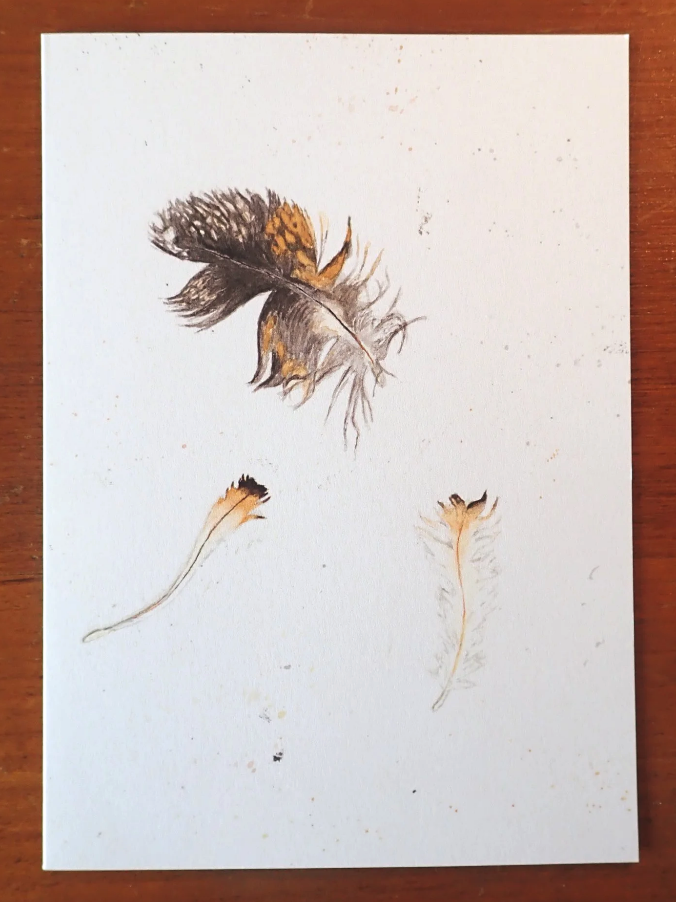 Owl Feathers Card