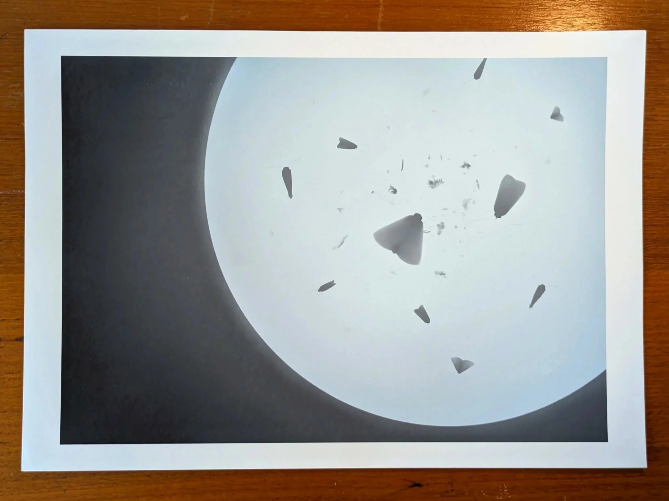 Moth 3 Print (A4)