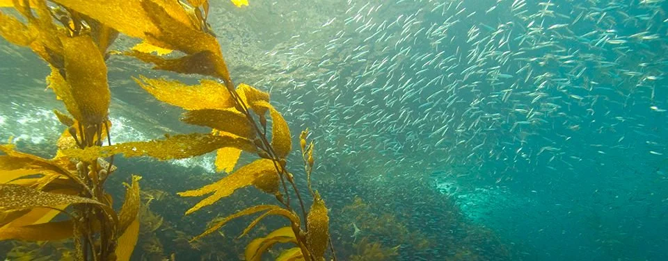 Kelp Seaweed Ocean