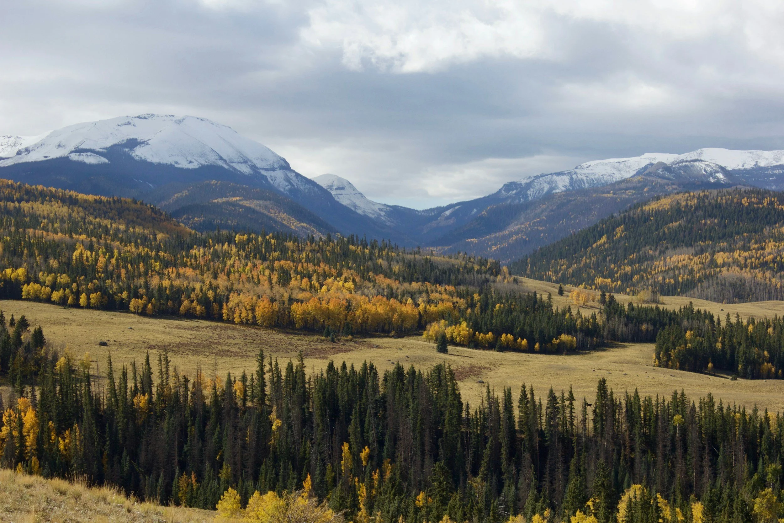 Snow-capped mountains behind a forest of green and yellow trees, under a cloudy sky.