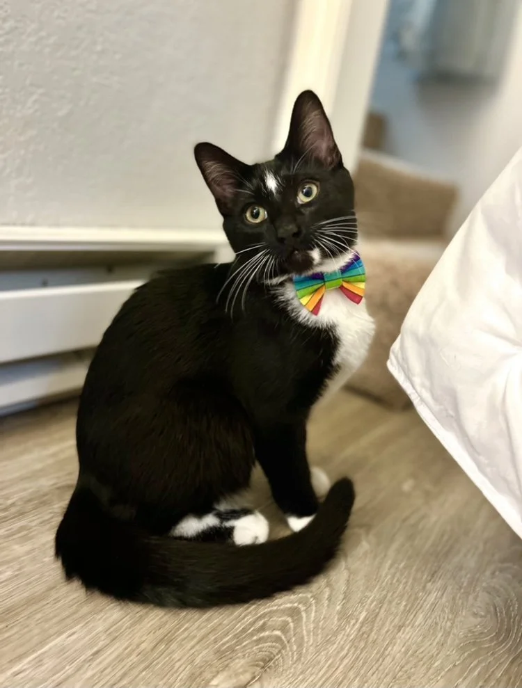 A black and white tuxedo cat with a rainbow rainbow bow tie sitting on a wooden floor near a white wall and furniture.