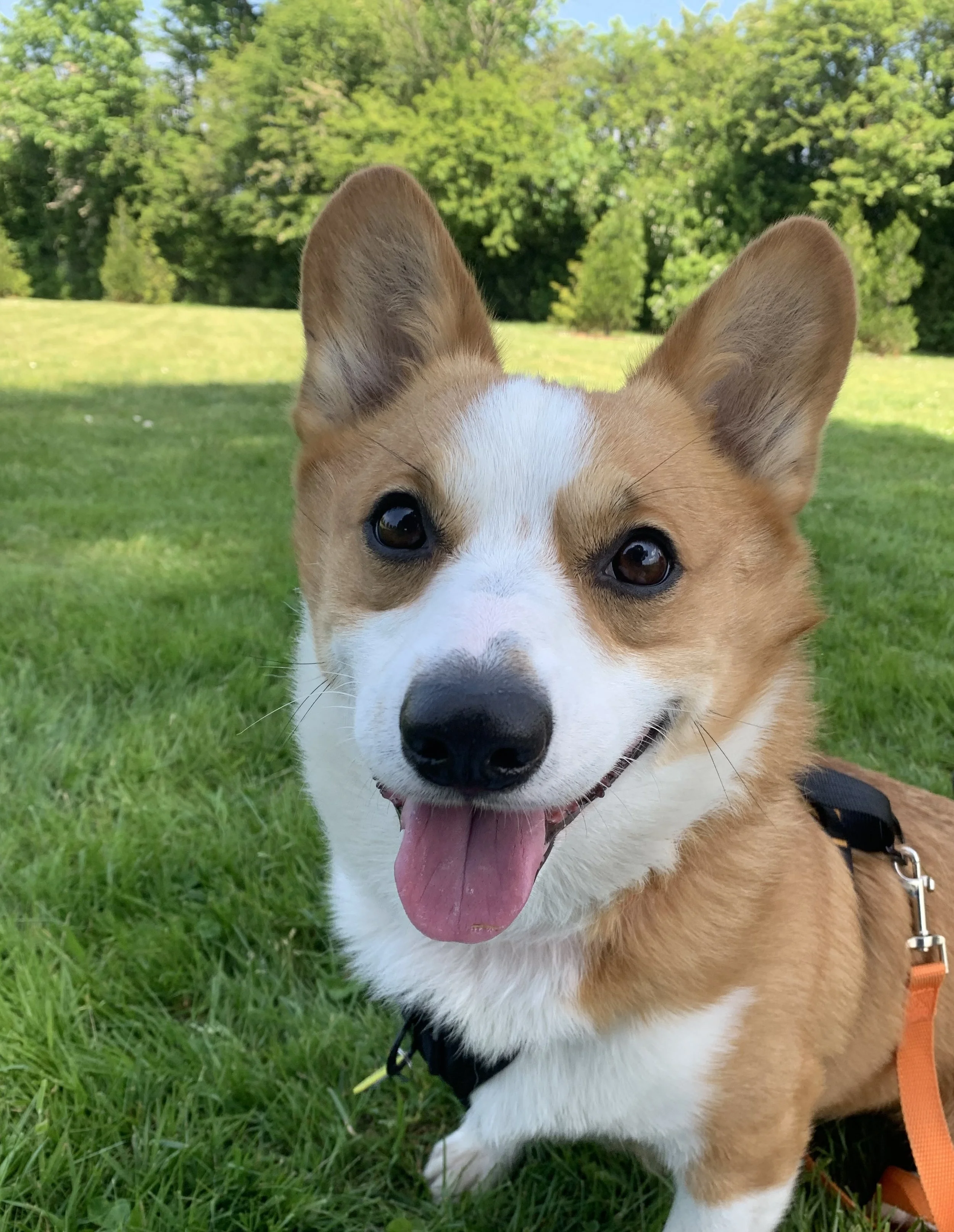 Close-up of a happy brown and white dog with big ears and a pink tongue, outdoors on a grassy field with trees in the background.