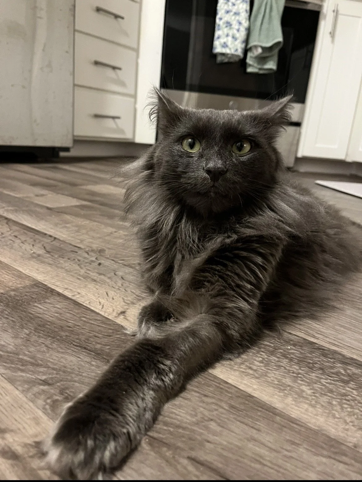 A grey long-haired cat lying on a wooden floor with a kitchen in the background.