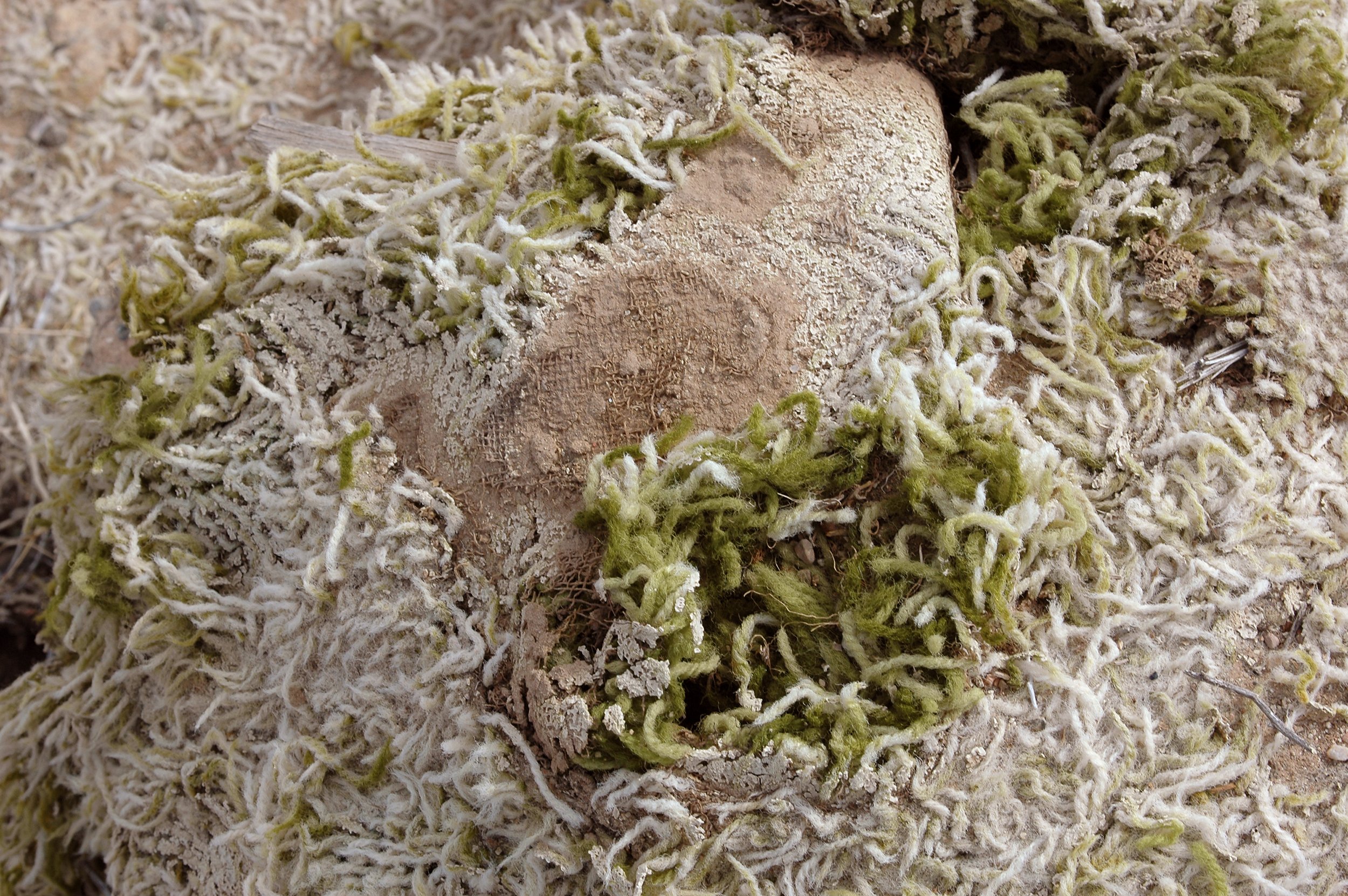 rugwgreen.jpg