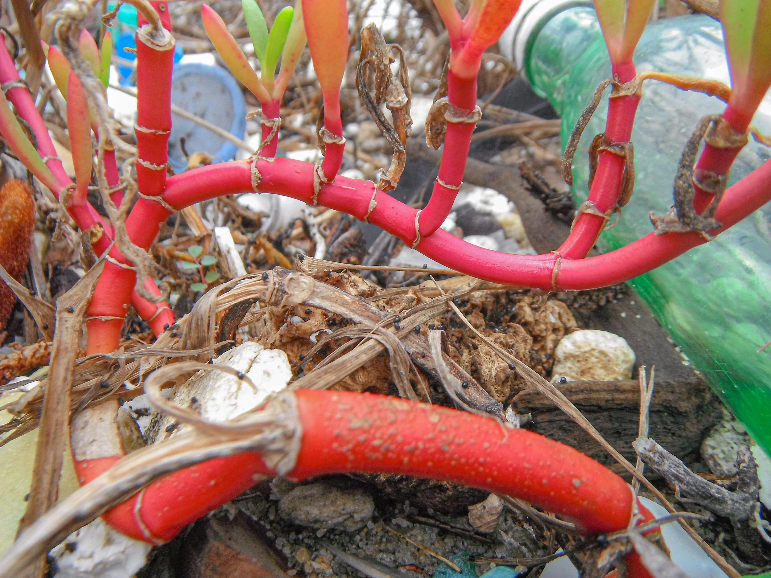 saturated plant.jpg