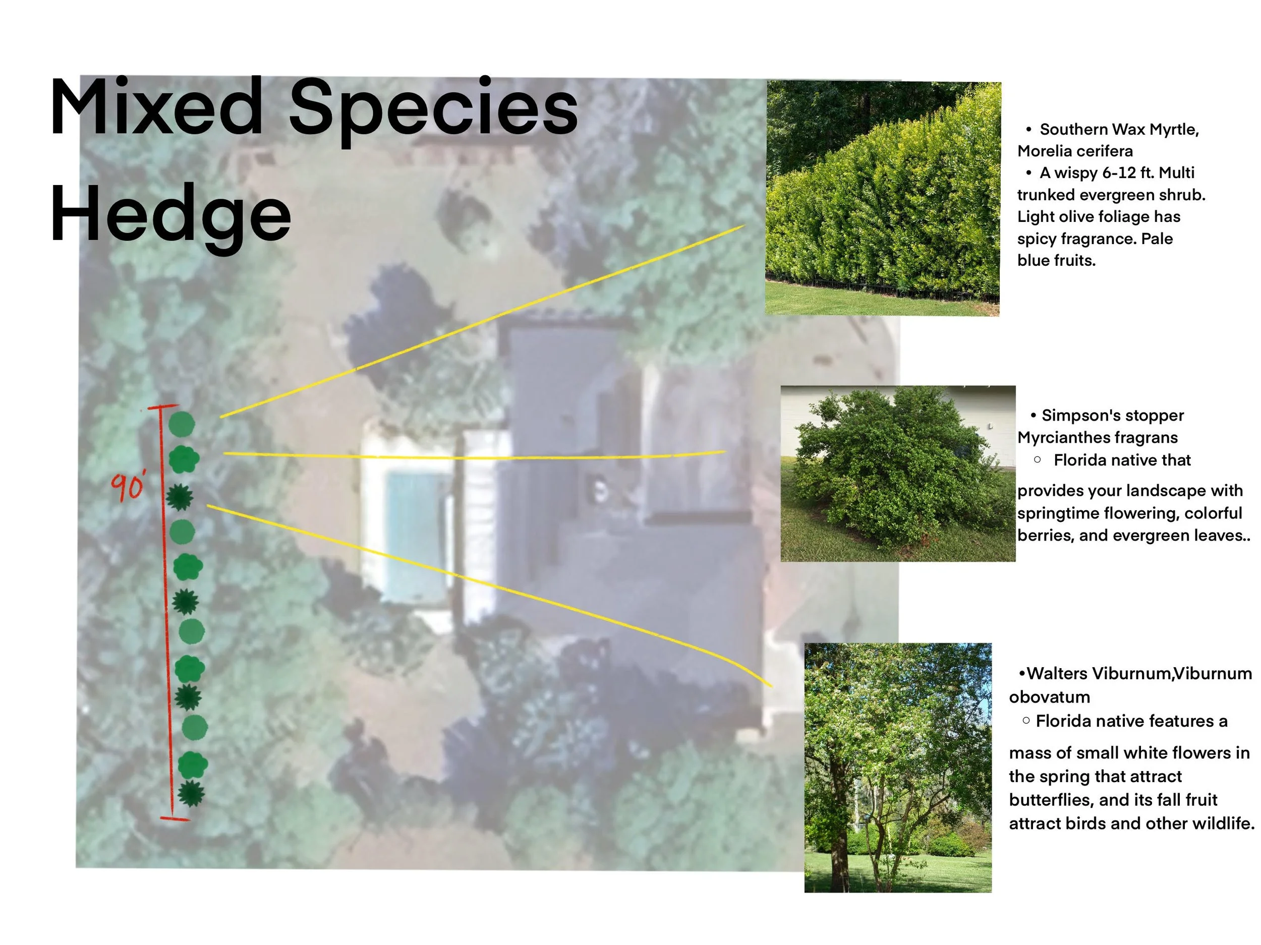 A landscape design plan featuring various plants. On the right, detailed descriptions include information about Southern Wax Myrtle, Myricanthes fragrans, and Walter Viburnum, Viburnum obovatum, with images of each plant.