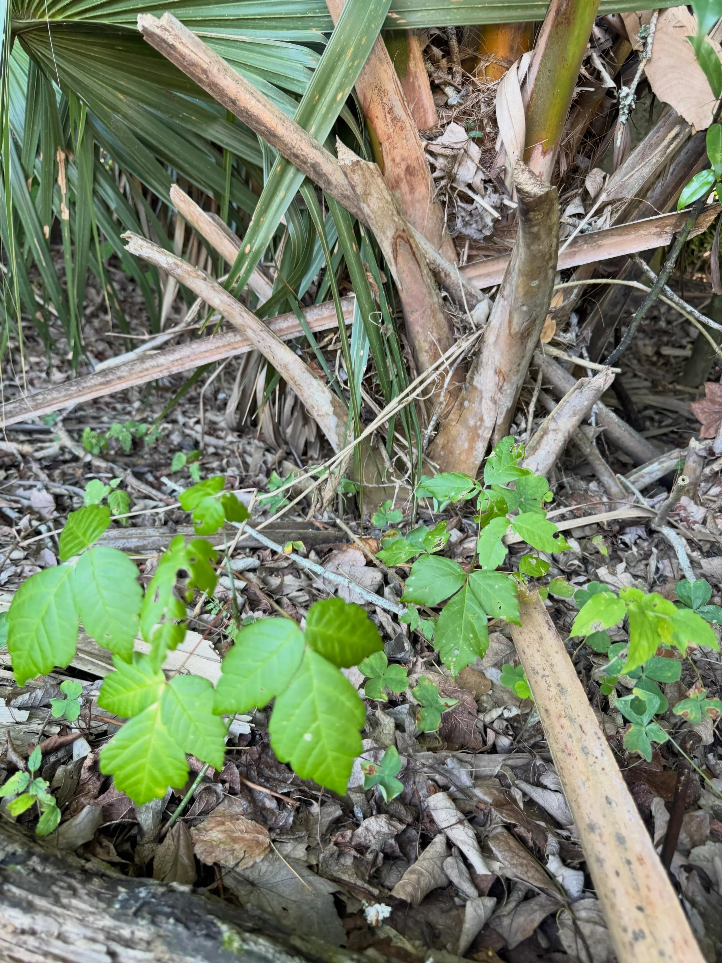 Blurry photos of poison ivy? No! This is box elder. These two plants are famously confused, but there are key differences:

🌿The most reliable tell: box elder leaves grow opposite each other on the stem, while poison ivy leaflets grow alternate. Thi