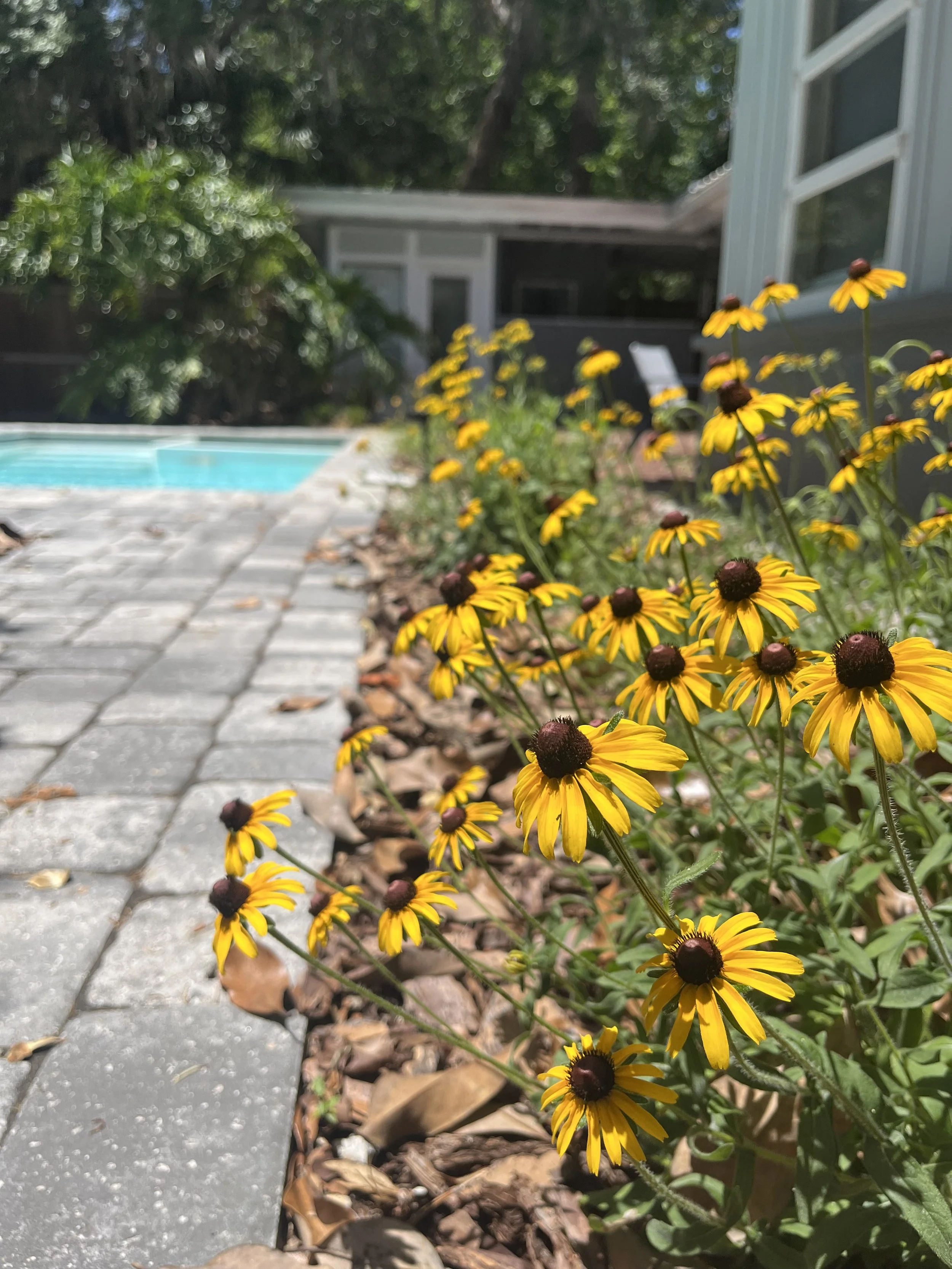 Close-up of yellow flowers with brown centers along a garden bed beside a stone pathway, with a backyard house and trees in the background.