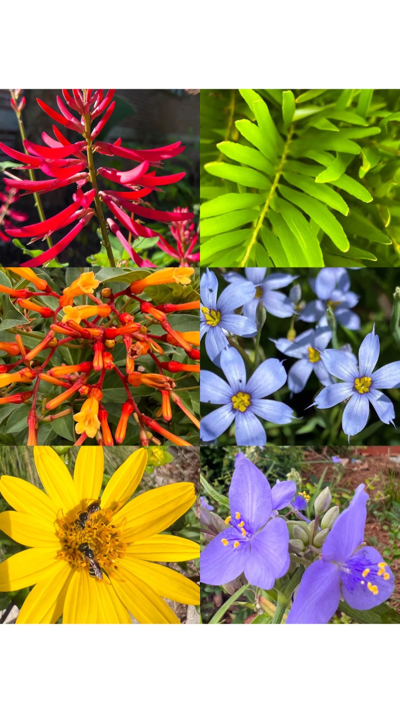 Collage of six different colorful flowers, including red, orange, blue, yellow, and purple blooms, with bees on some of the flowers.