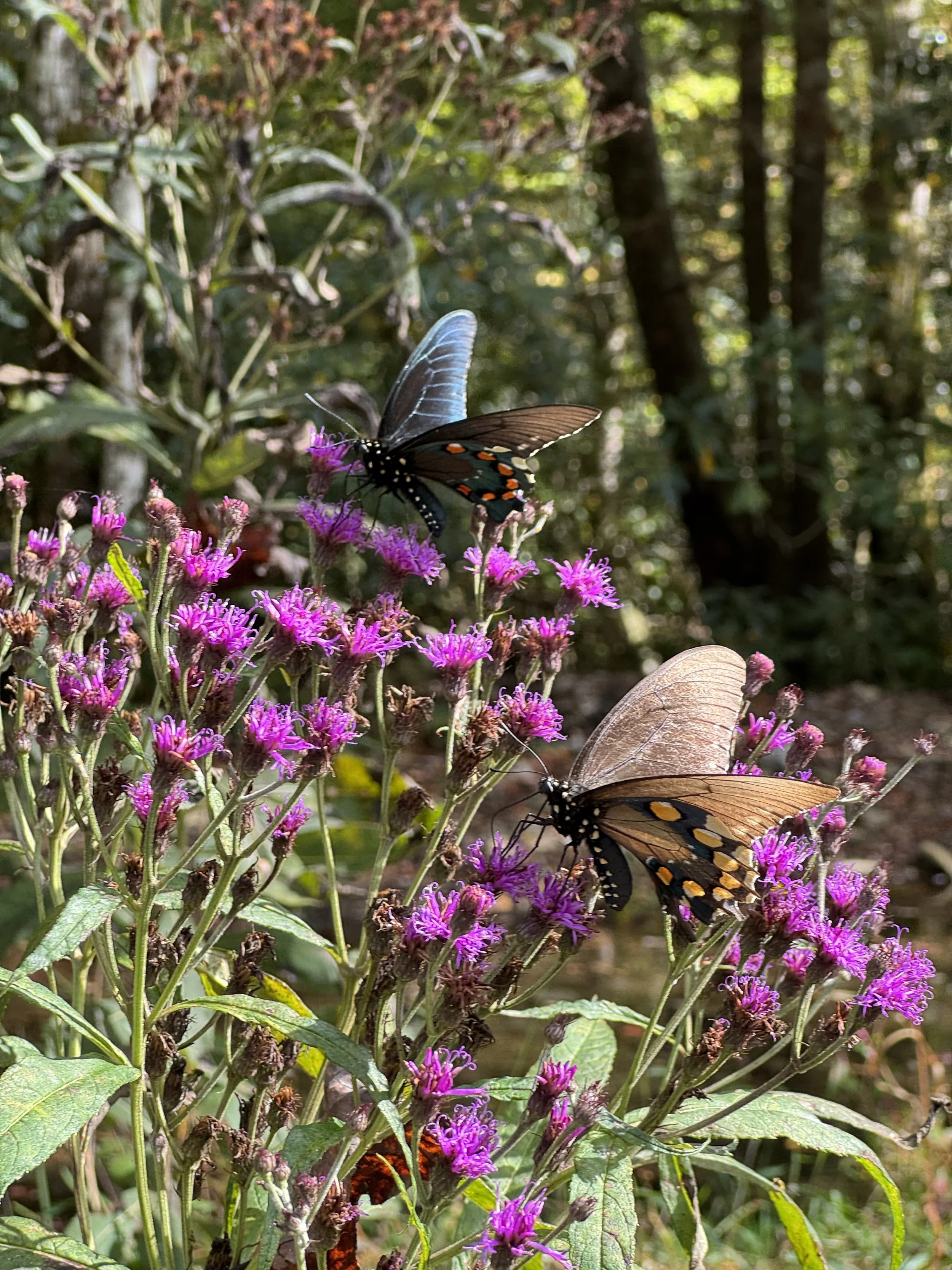 Purple flowers with butterflies resting on them in a forest setting.