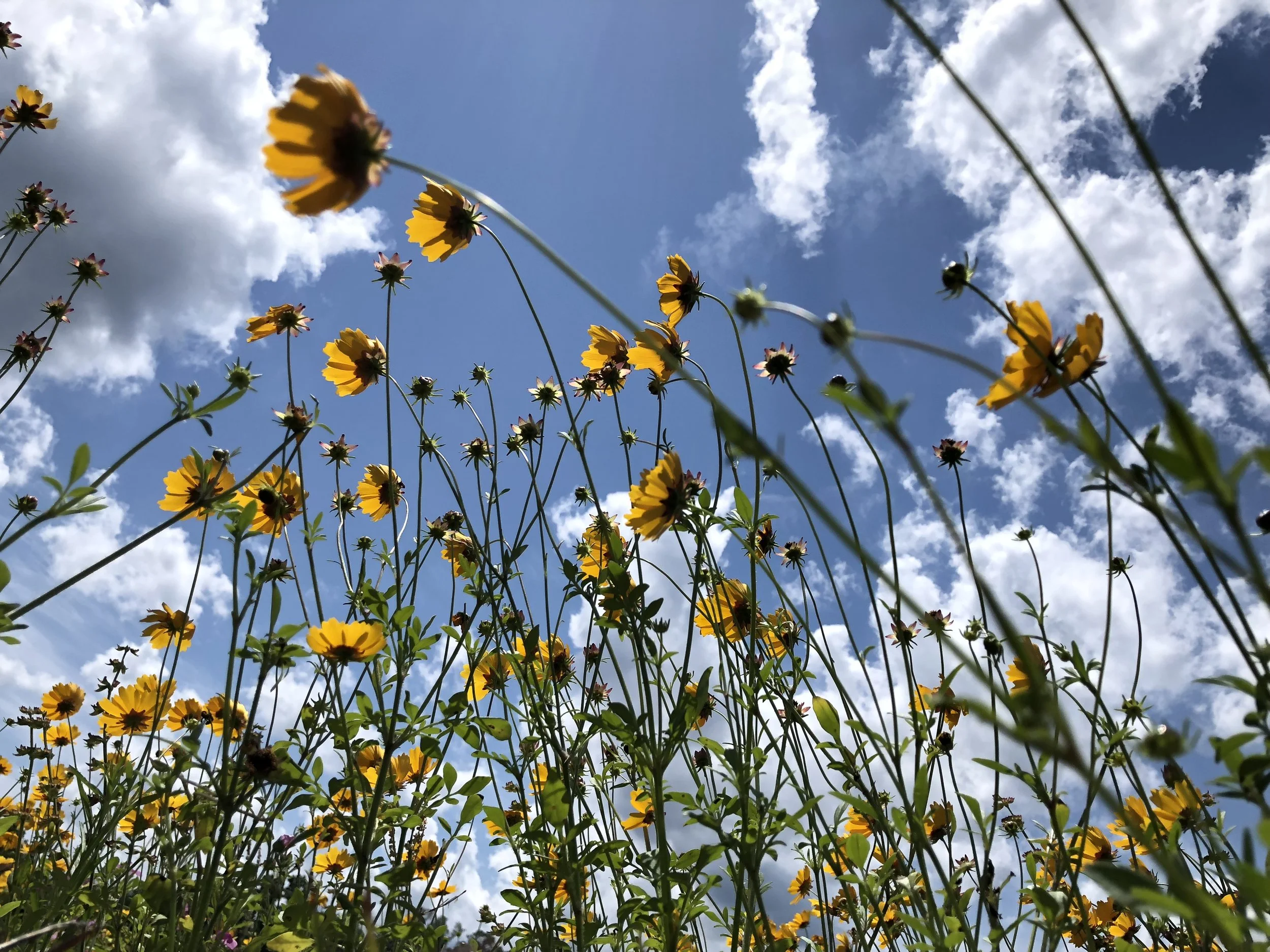 Low-angle view of yellow flowers and green plants against a bright blue sky with scattered white clouds.
