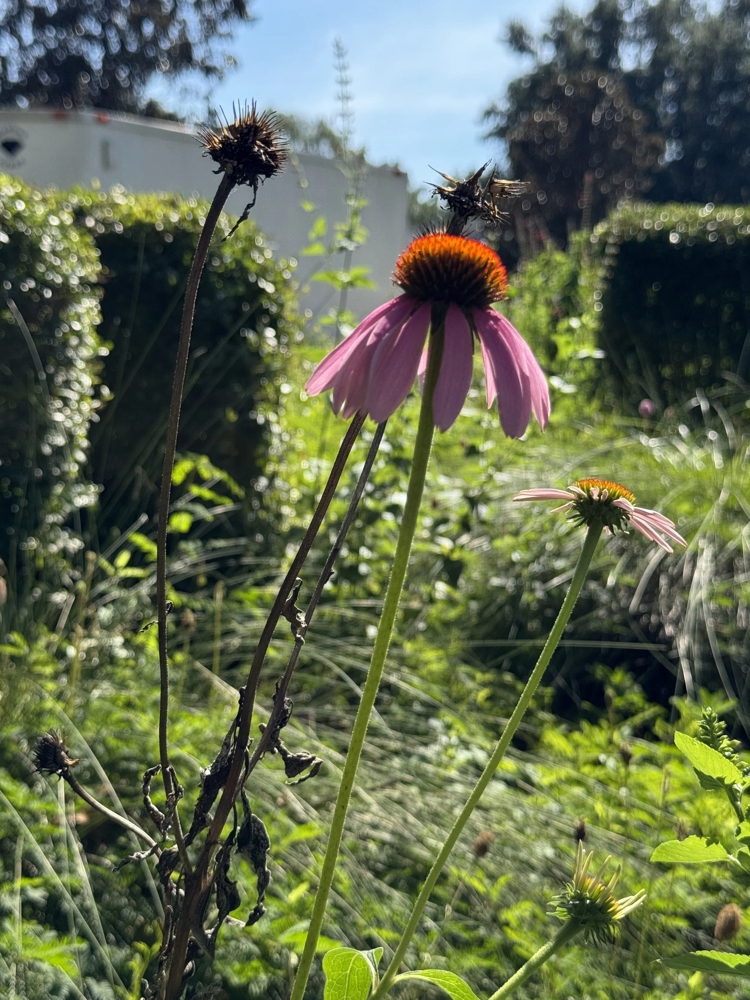 Close-up of a pink coneflower with a dark center and a dried seed head on one of its stems, set against a garden background with green foliage and clear blue sky.