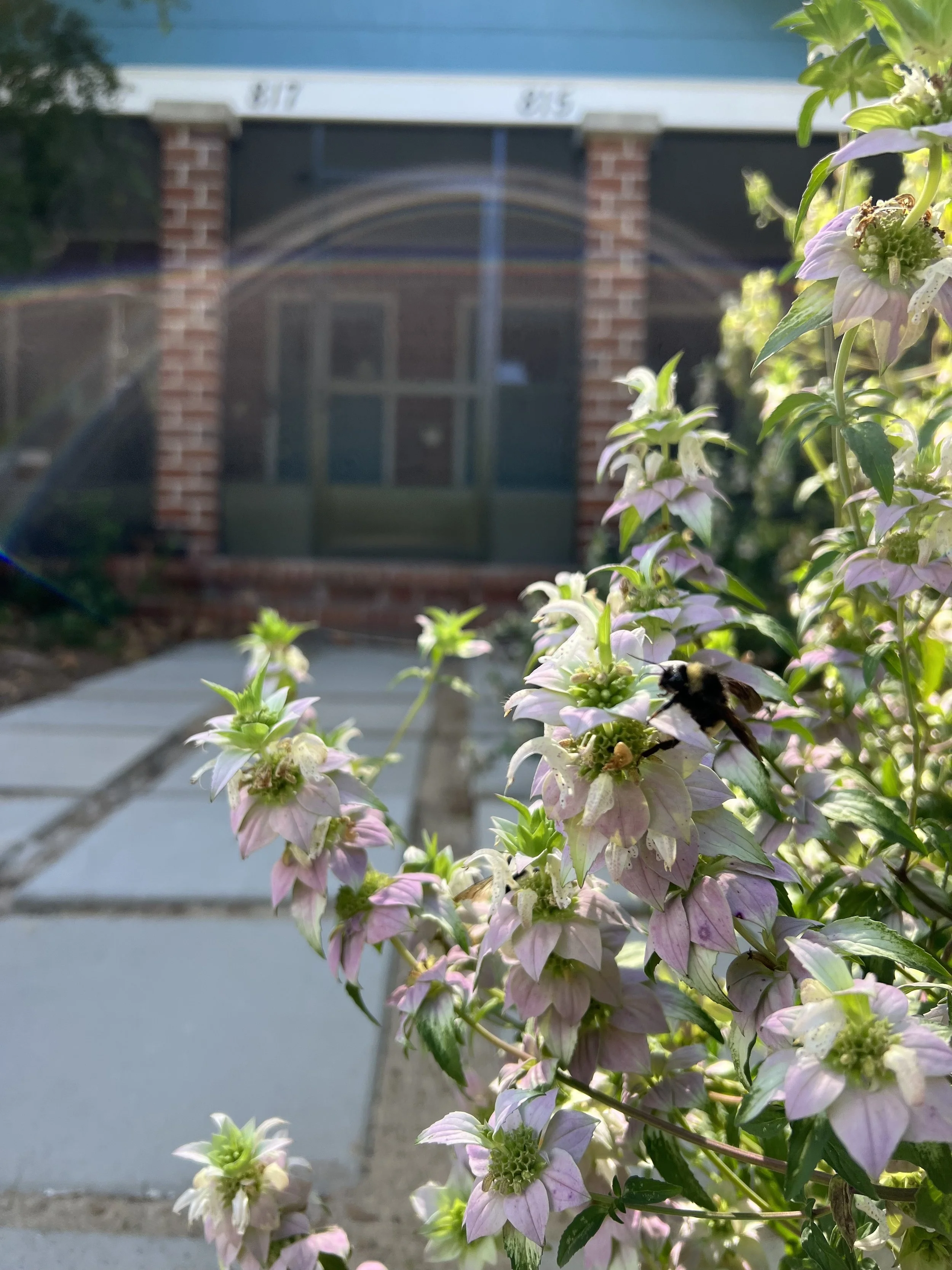 Flowers with a bee on a pinkish flower in front of a house with a brick wall and a window, sunlight illuminating the scene.