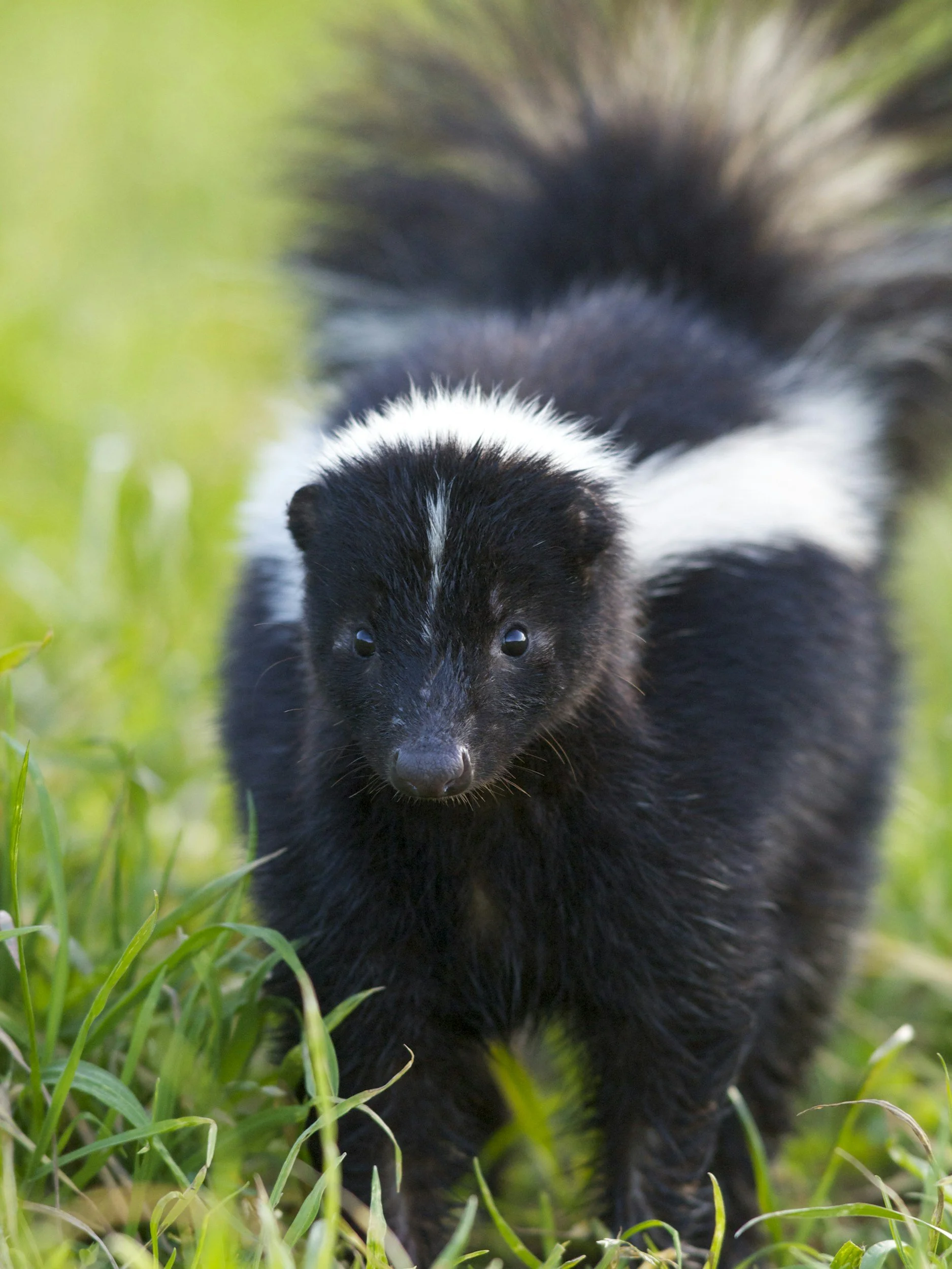Close-up photo of a black and white skunk puppy walking through green grass with a blurred natural background.