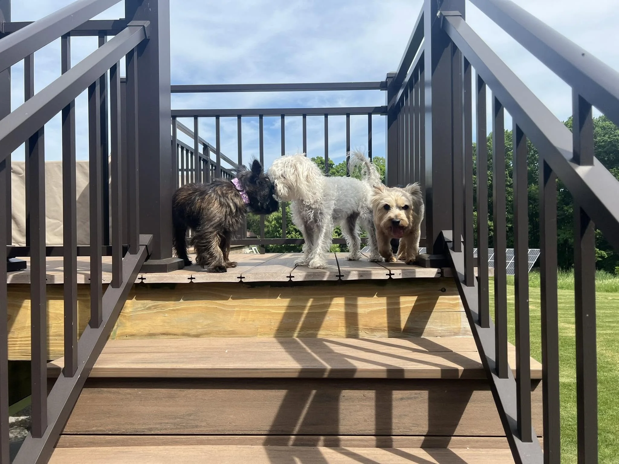 Three small dogs standing on a wooden porch, surrounded by gray railing, with trees and blue sky in the background.