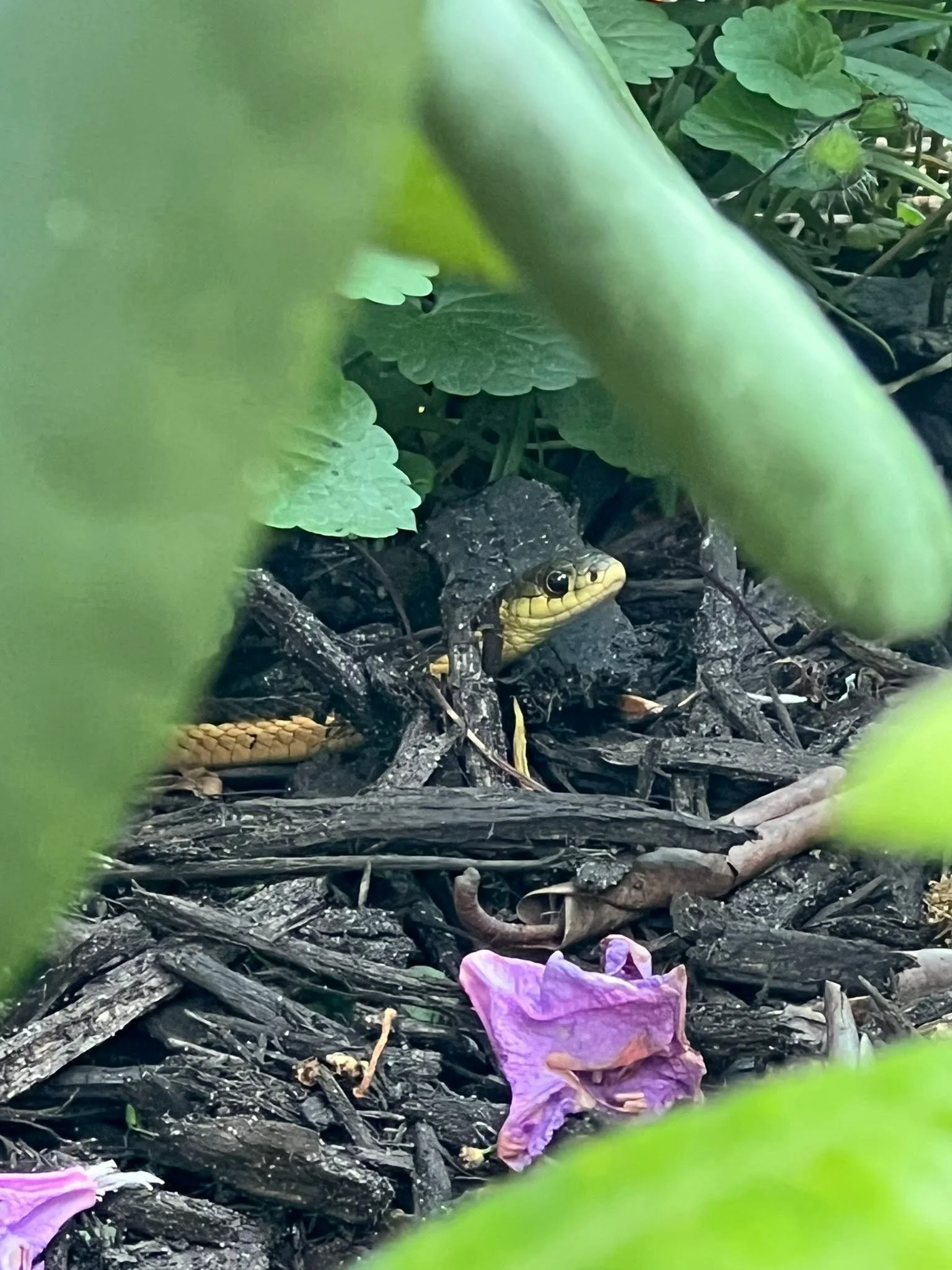 A snake hiding among brown leaves and twigs in a garden, partially visible with its head and part of its yellowish body showing, surrounded by green leaves and purple flowers.
